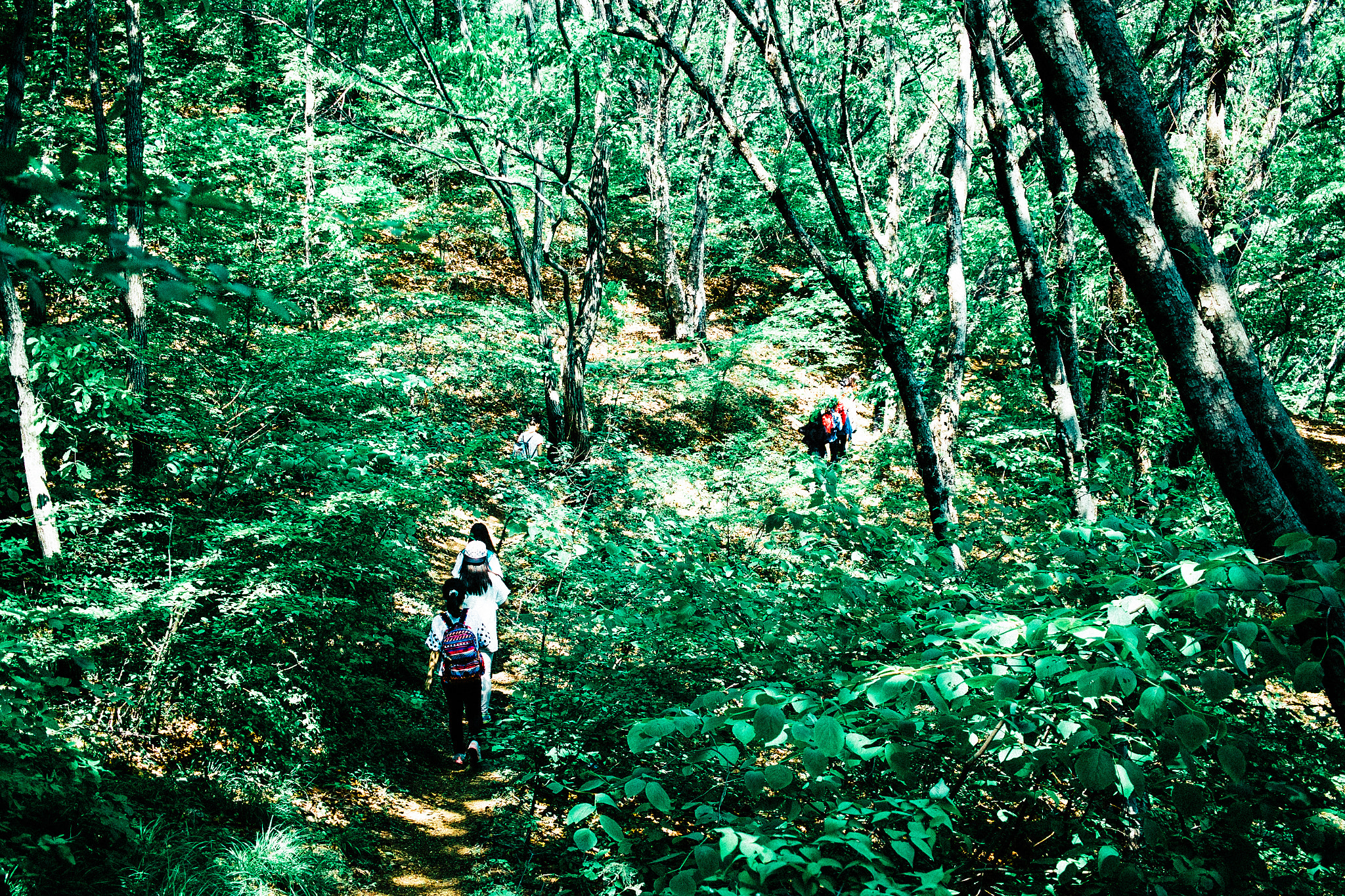 Sigma DP2s sample photo. Full of green photography