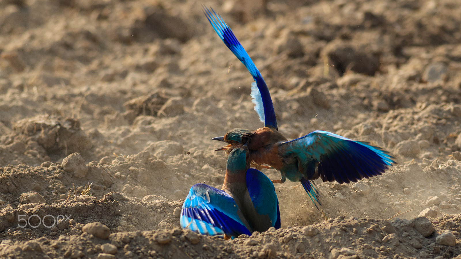 Canon EOS-1D Mark IV + Canon EF 400mm F5.6L USM sample photo. A colorful fight photography