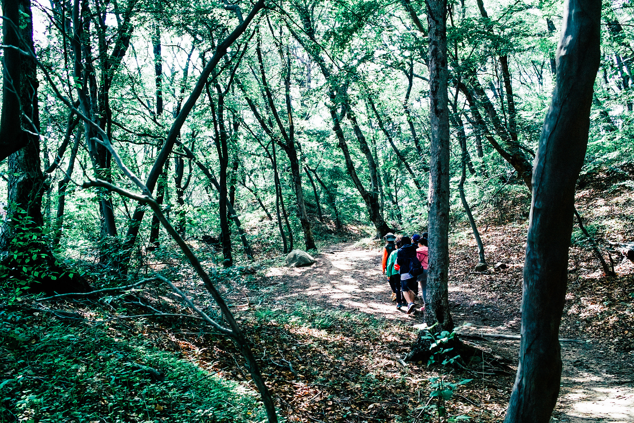 Sigma DP2s sample photo. Into the green photography