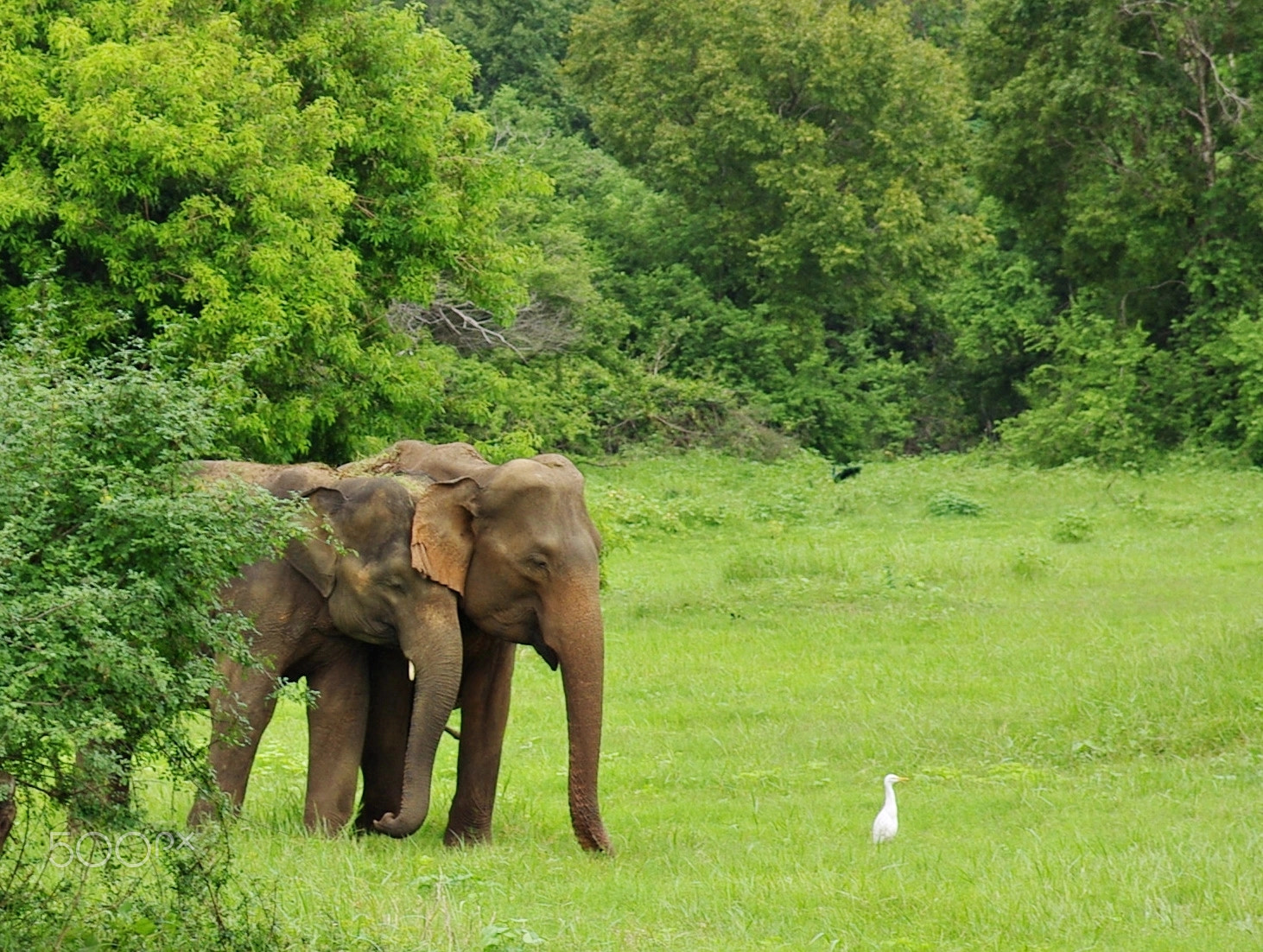 Pentax K200D sample photo. Elephants love photography