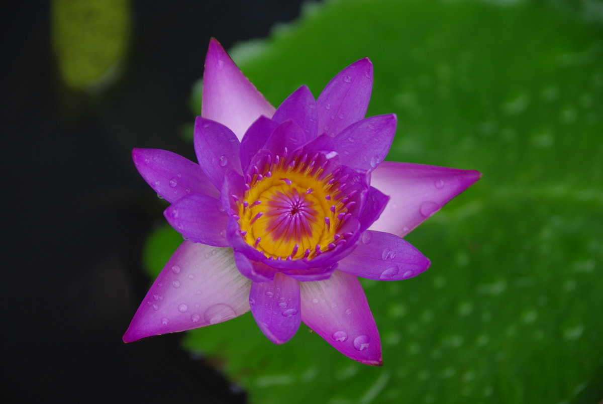 Pentax K200D sample photo. Water lily during rain photography