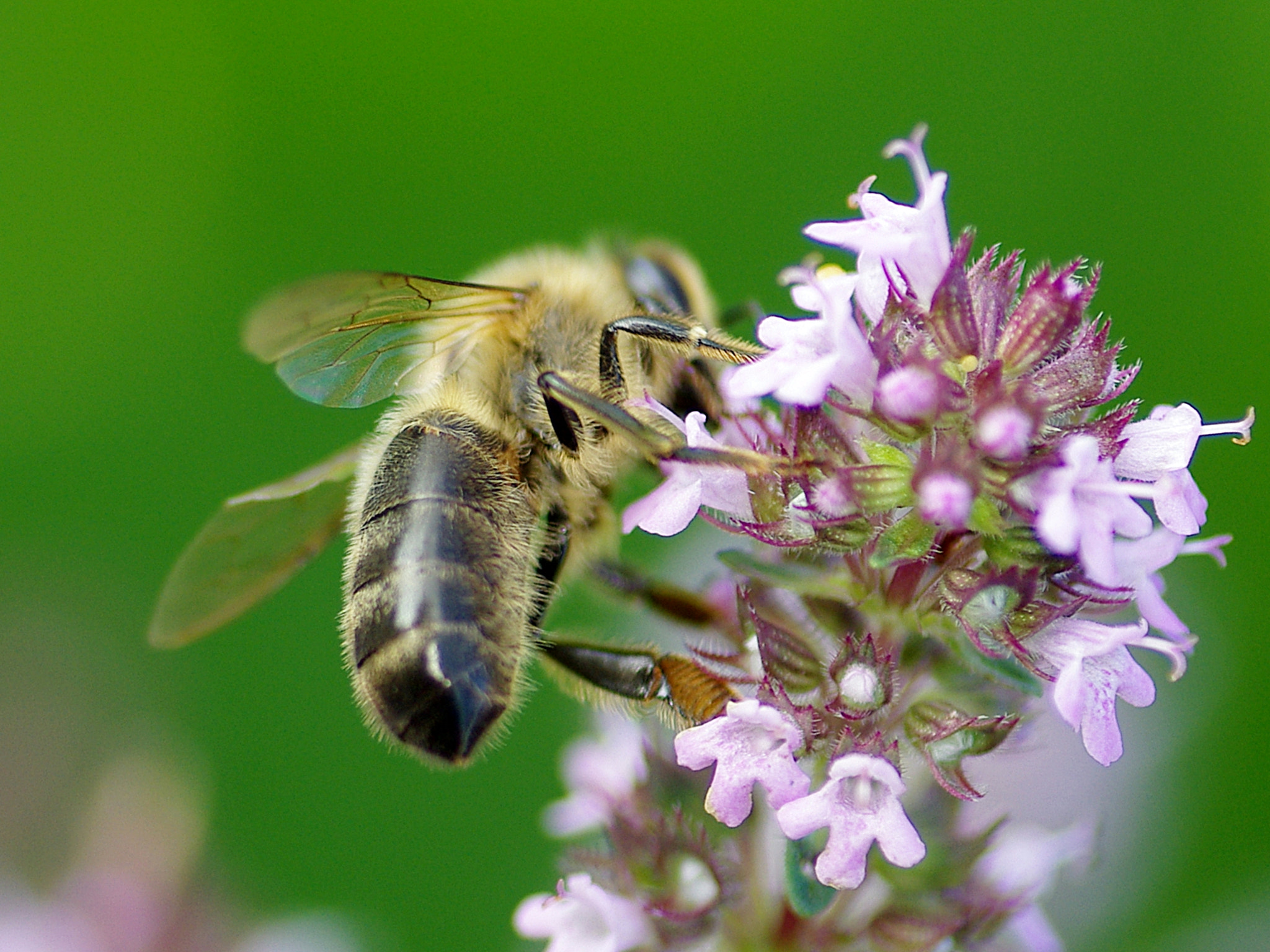 Pentax K200D + Tamron SP AF 90mm F2.8 Di Macro sample photo. Working honey-bee photography