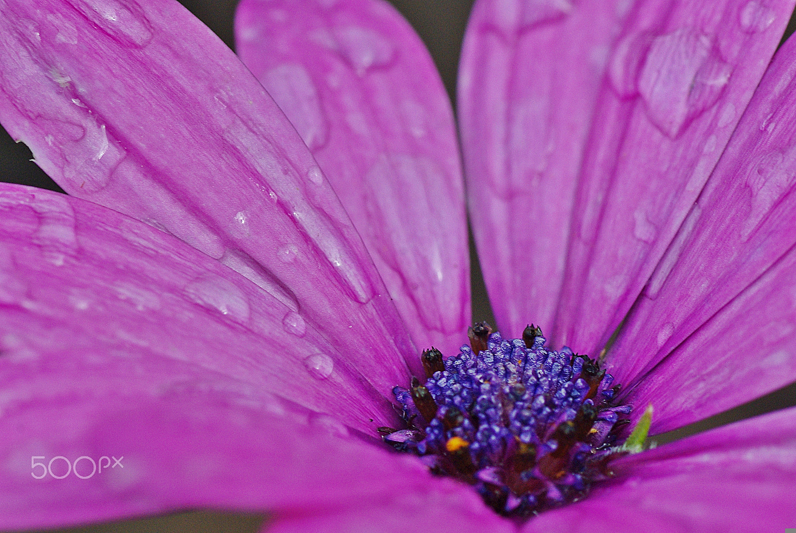 Pentax K200D + Tamron SP AF 90mm F2.8 Di Macro sample photo. Rain brings out the purple... photography