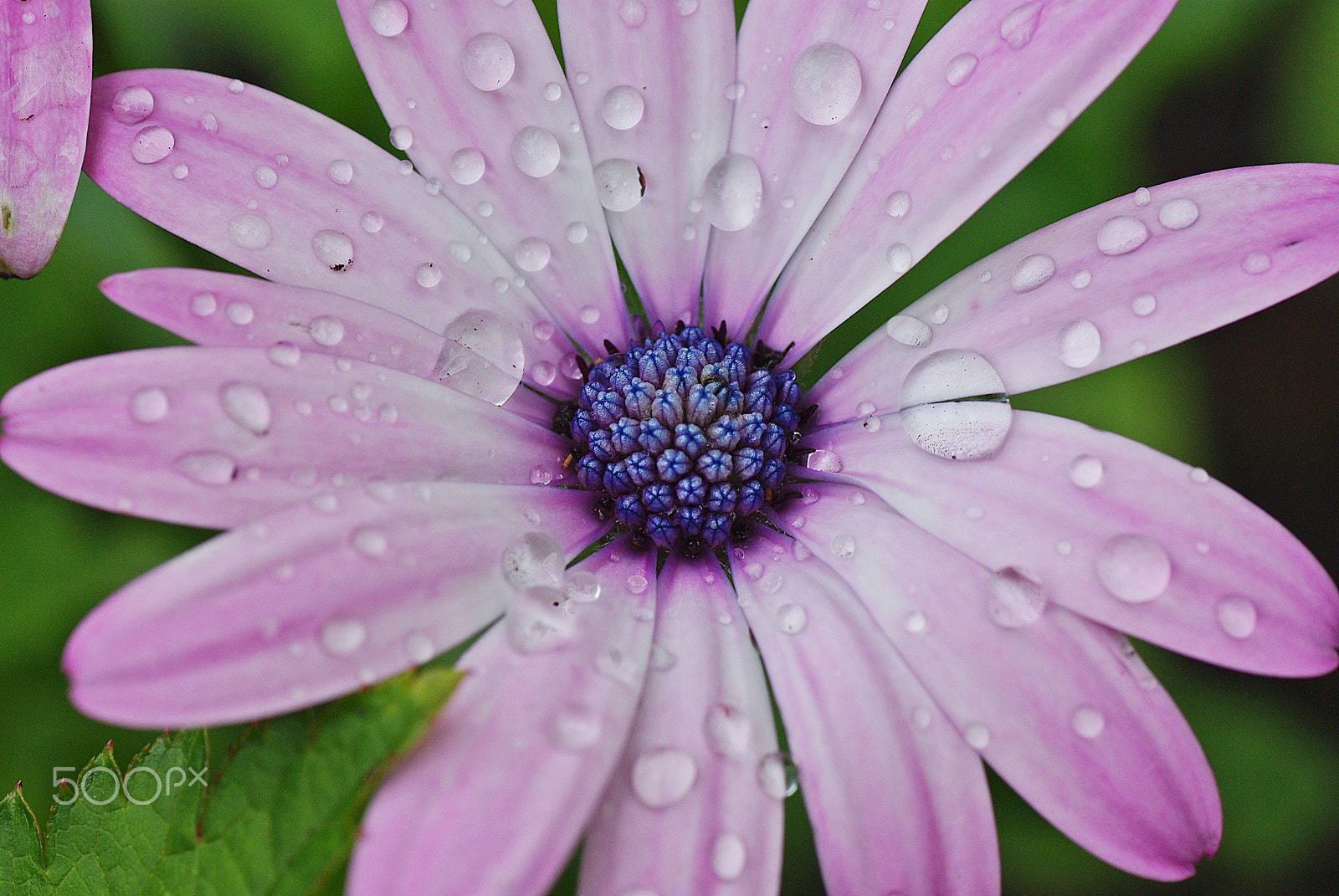 Pentax K200D sample photo. Purple rain photography