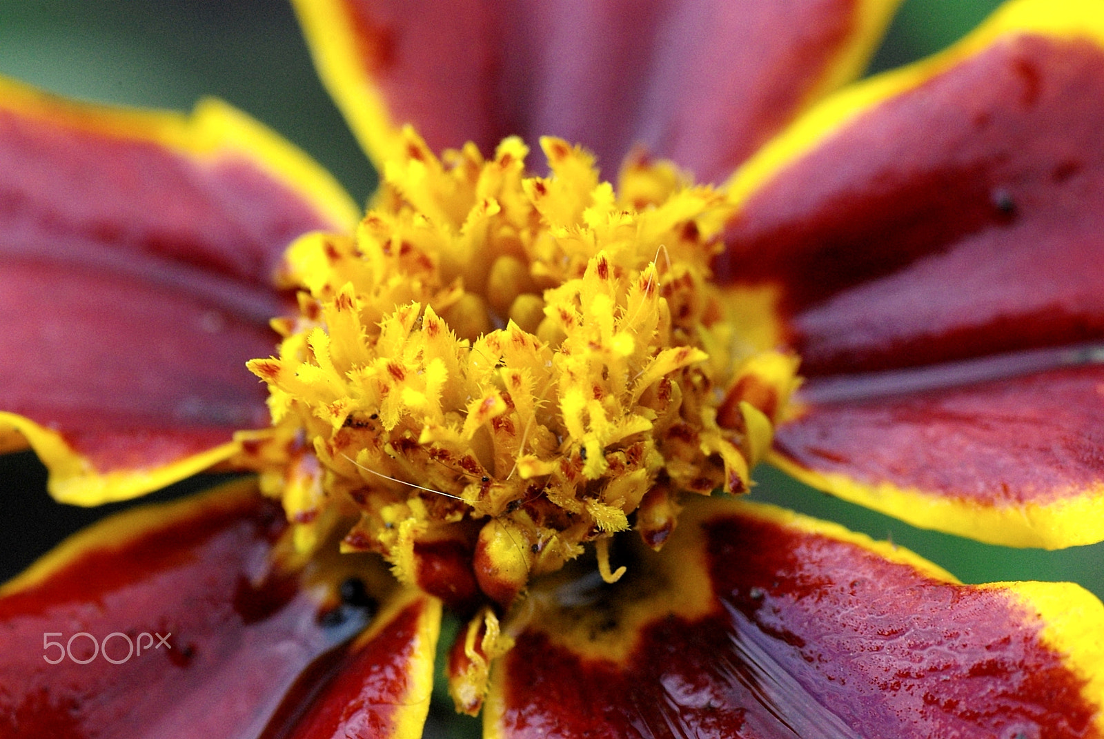 Pentax K200D + Tamron SP AF 90mm F2.8 Di Macro sample photo. Wet marigold closeup photography