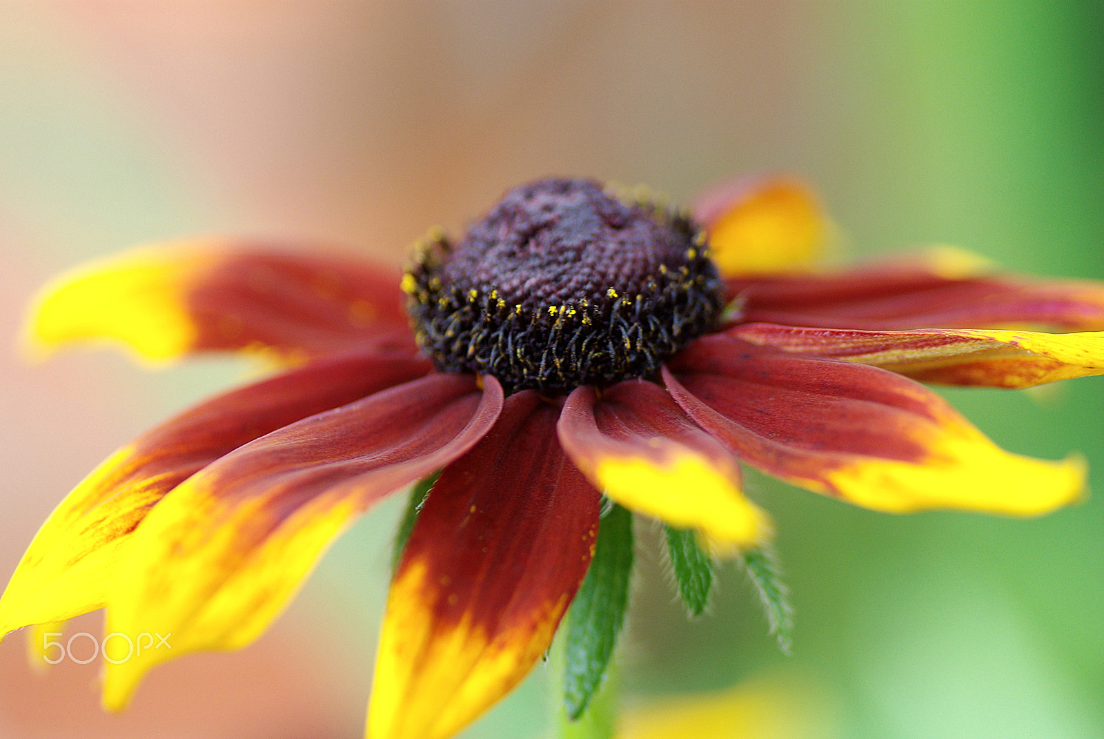 Pentax K200D + Tamron SP AF 90mm F2.8 Di Macro sample photo. Colours, colours... bring us more photography