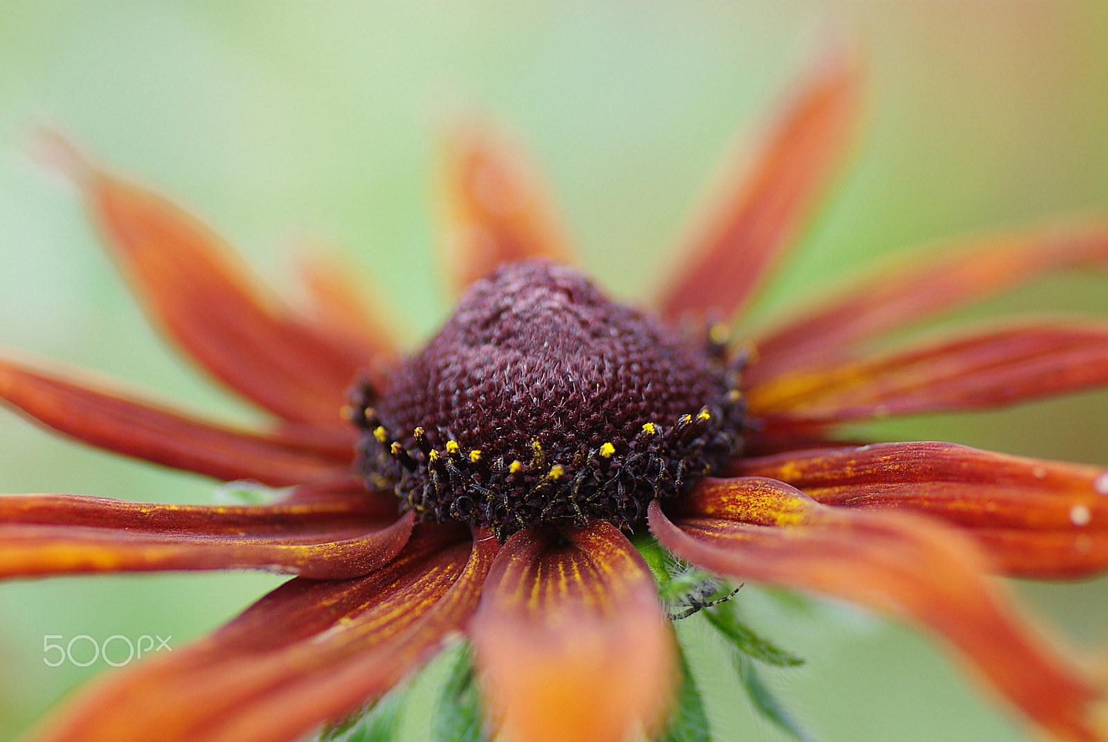 Pentax K200D + Tamron SP AF 90mm F2.8 Di Macro sample photo. Fading away... photography