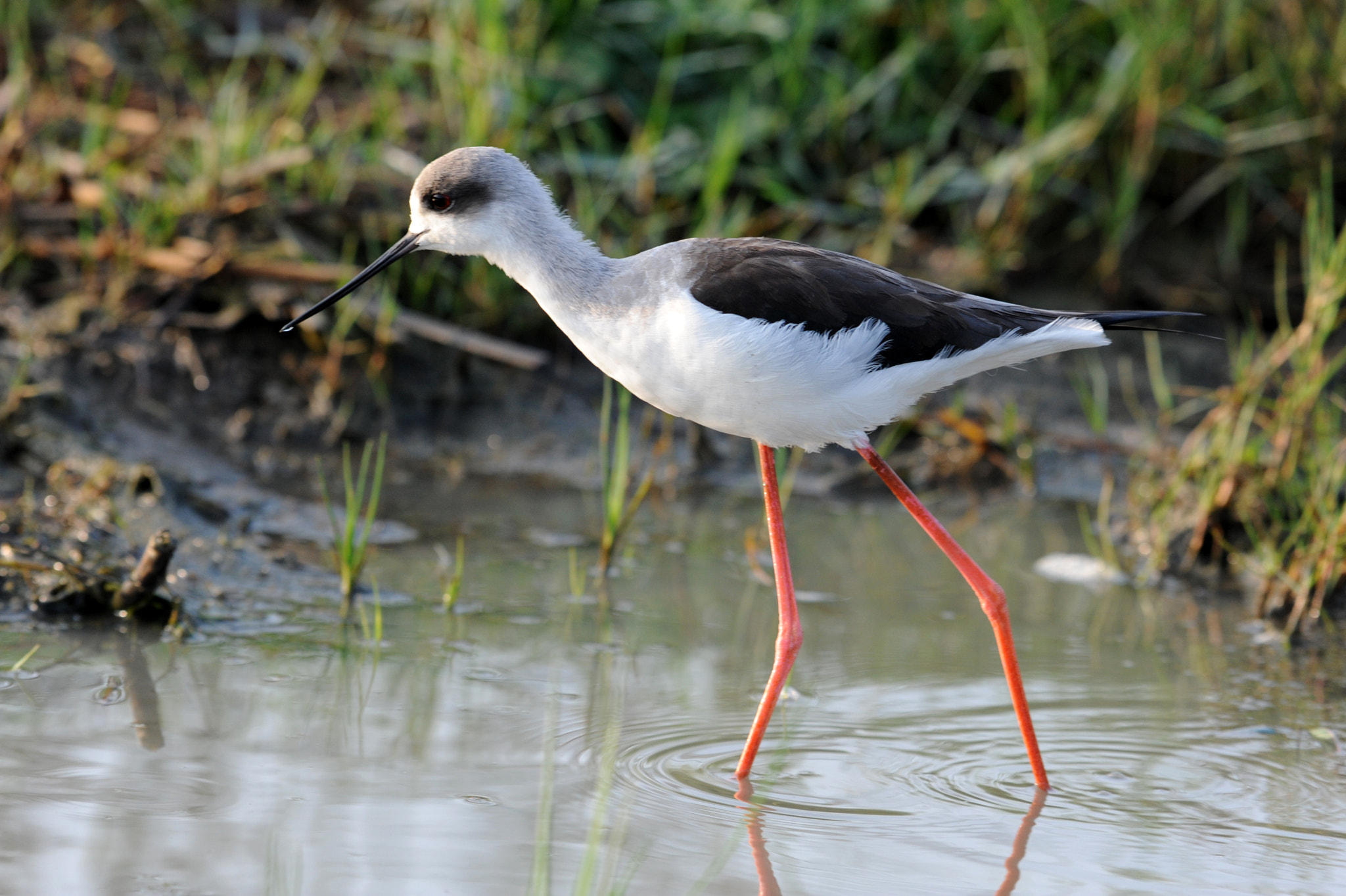 Nikon AF-S Nikkor 200-500mm F5.6E ED VR sample photo. Black-winged stilt photography