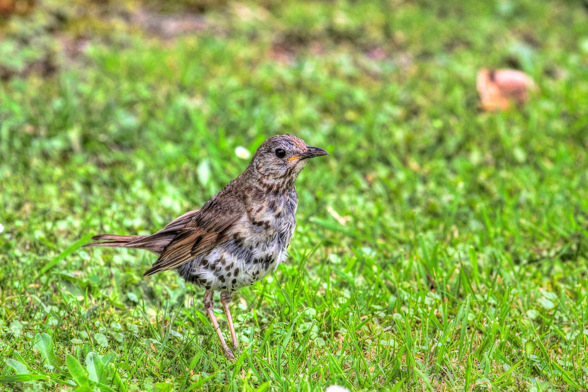Canon EF 100-400mm F4.5-5.6L IS USM sample photo. Song thrush photography