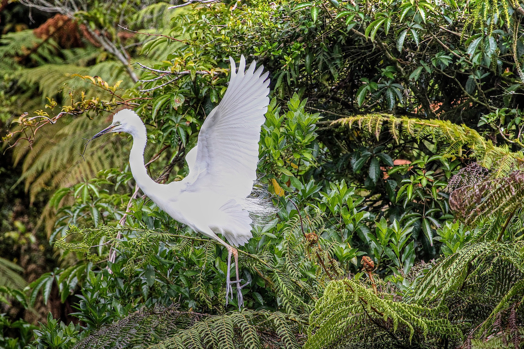 Canon EF 100-400mm F4.5-5.6L IS USM sample photo. The take off photography