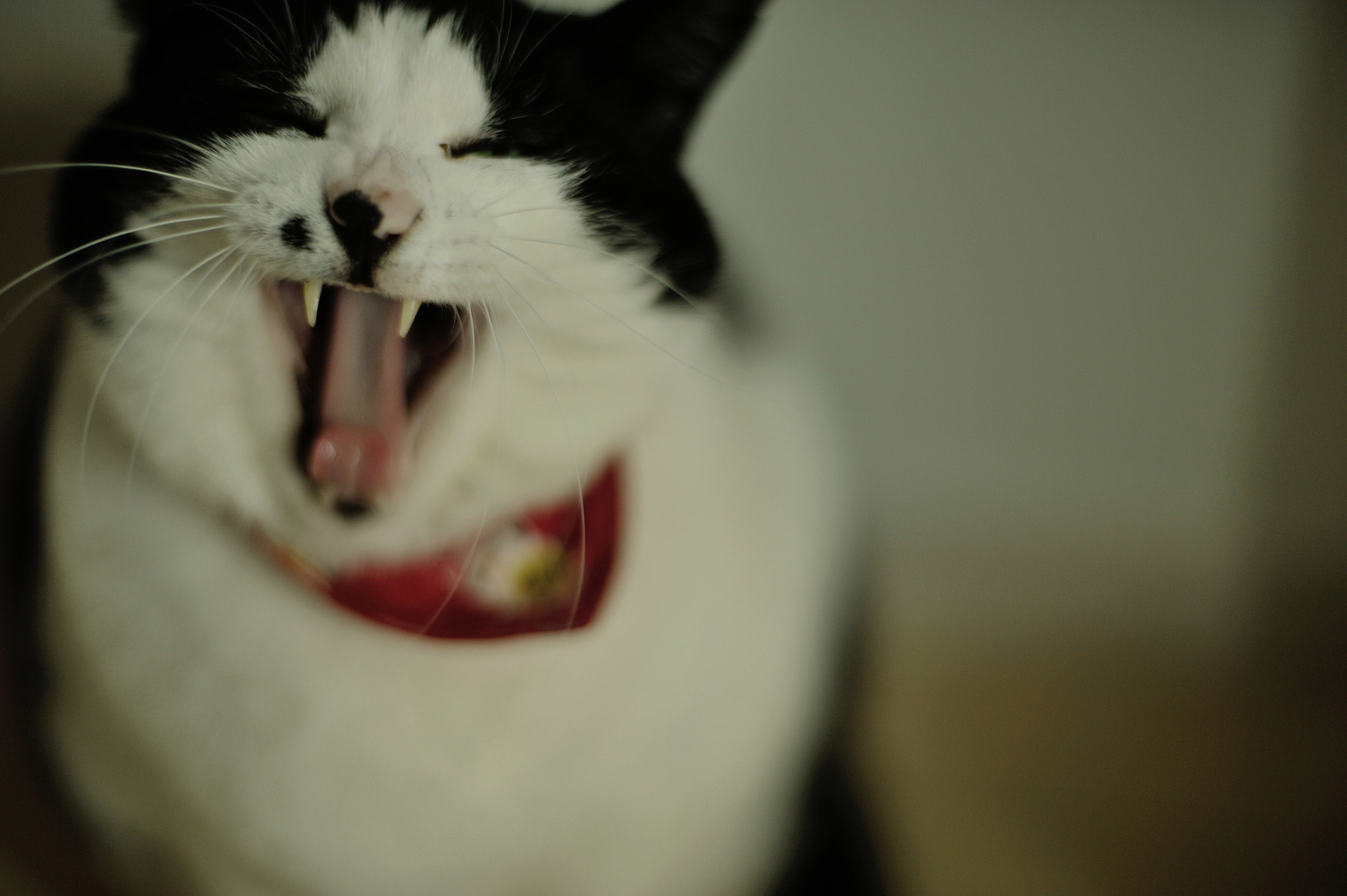 Nikon D700 + Voigtlander Nokton 58mm F1.4 SLII sample photo. Hi! photography