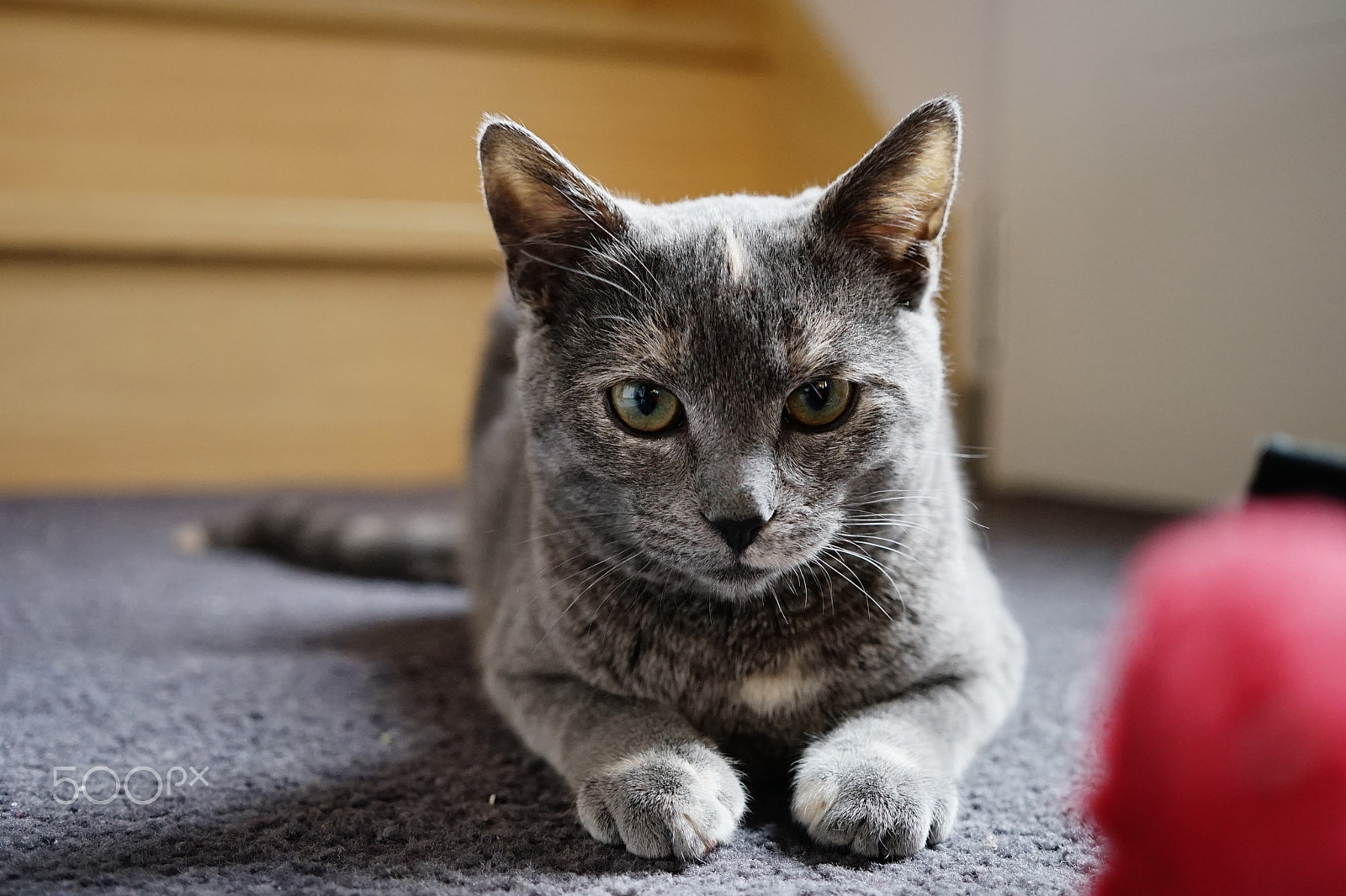 Sony a7 + Sigma 30mm F2.8 EX DN sample photo. A kitten's life - cool - hunting- afraid photography