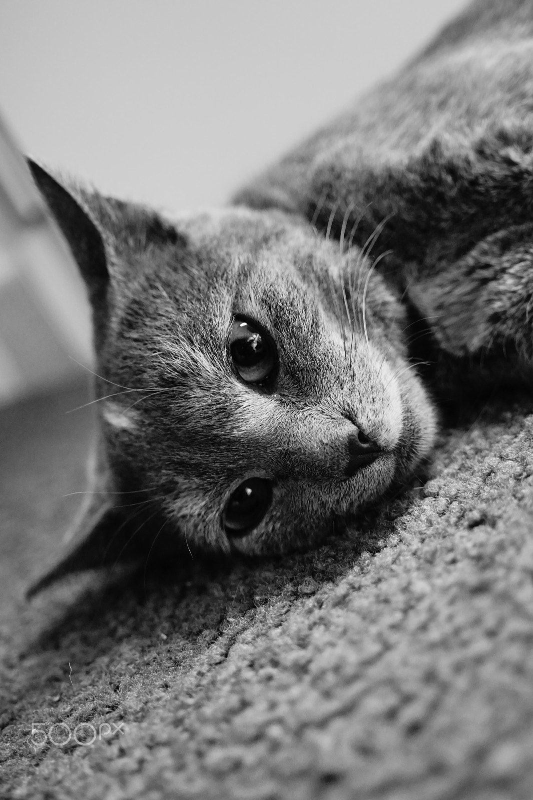 Sigma 30mm F2.8 EX DN sample photo. A kitten's life - cool - hunting- afraid photography