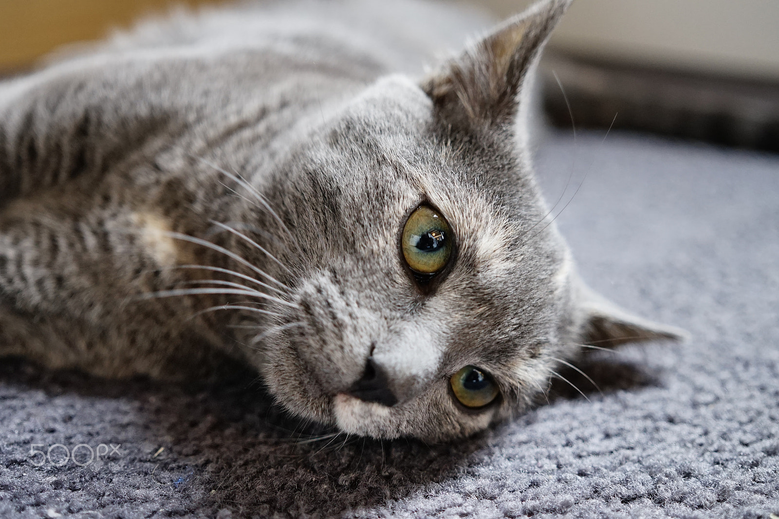 Sony a7 + Sigma 30mm F2.8 EX DN sample photo. A kitten's life - cool - hunting- afraid photography