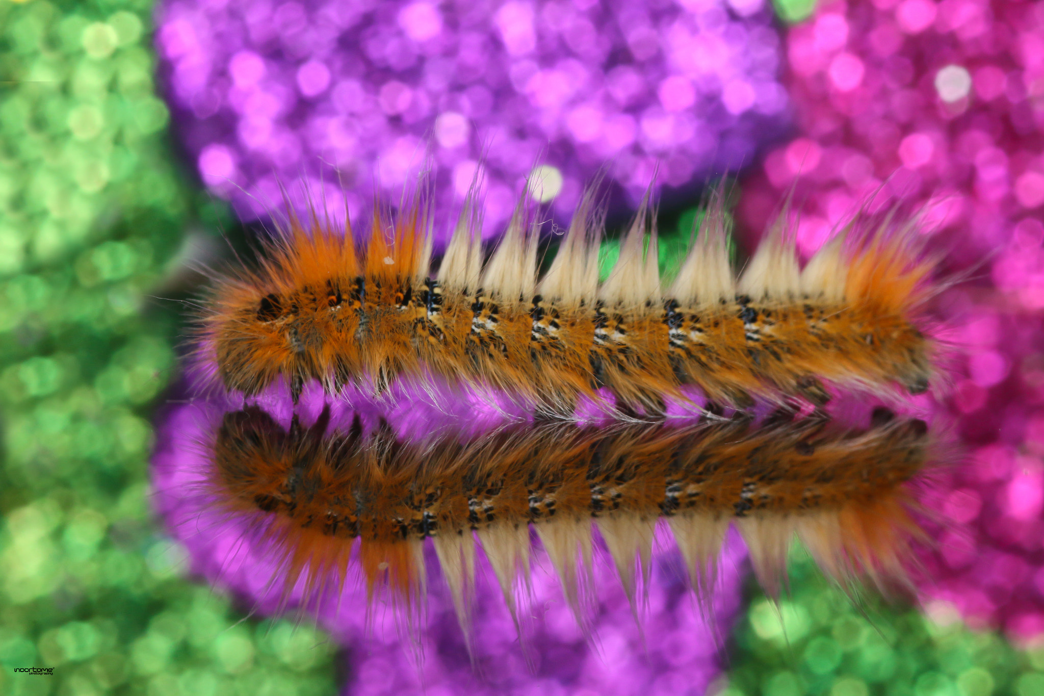 Canon EOS 70D + Sigma 105mm F2.8 EX DG Macro sample photo. Caterpillar photography