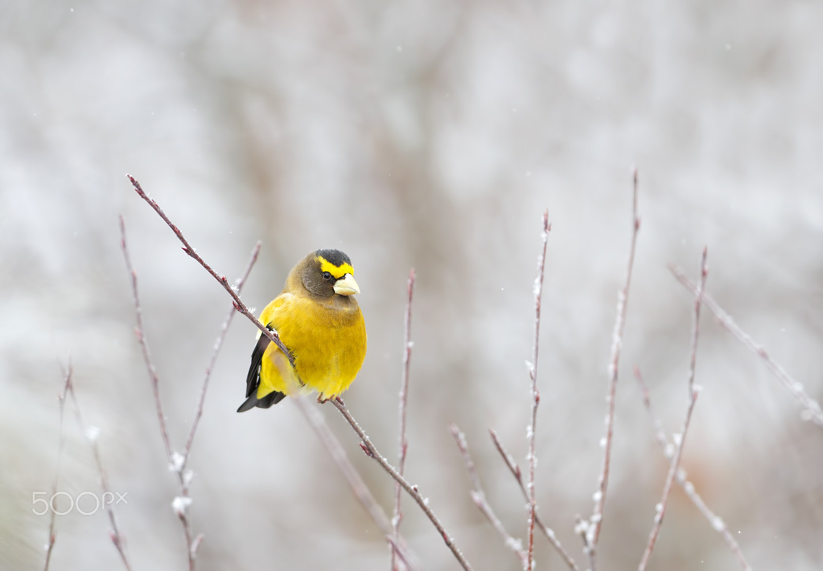 Canon EF 300mm F2.8L IS II USM sample photo. Evening grosbeak - algonquin park photography