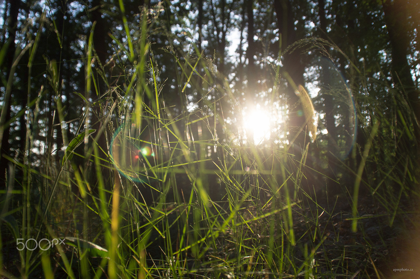Tamron AF 18-200mm F3.5-6.3 XR Di II LD Aspherical (IF) Macro sample photo. Frog`s sunset photography