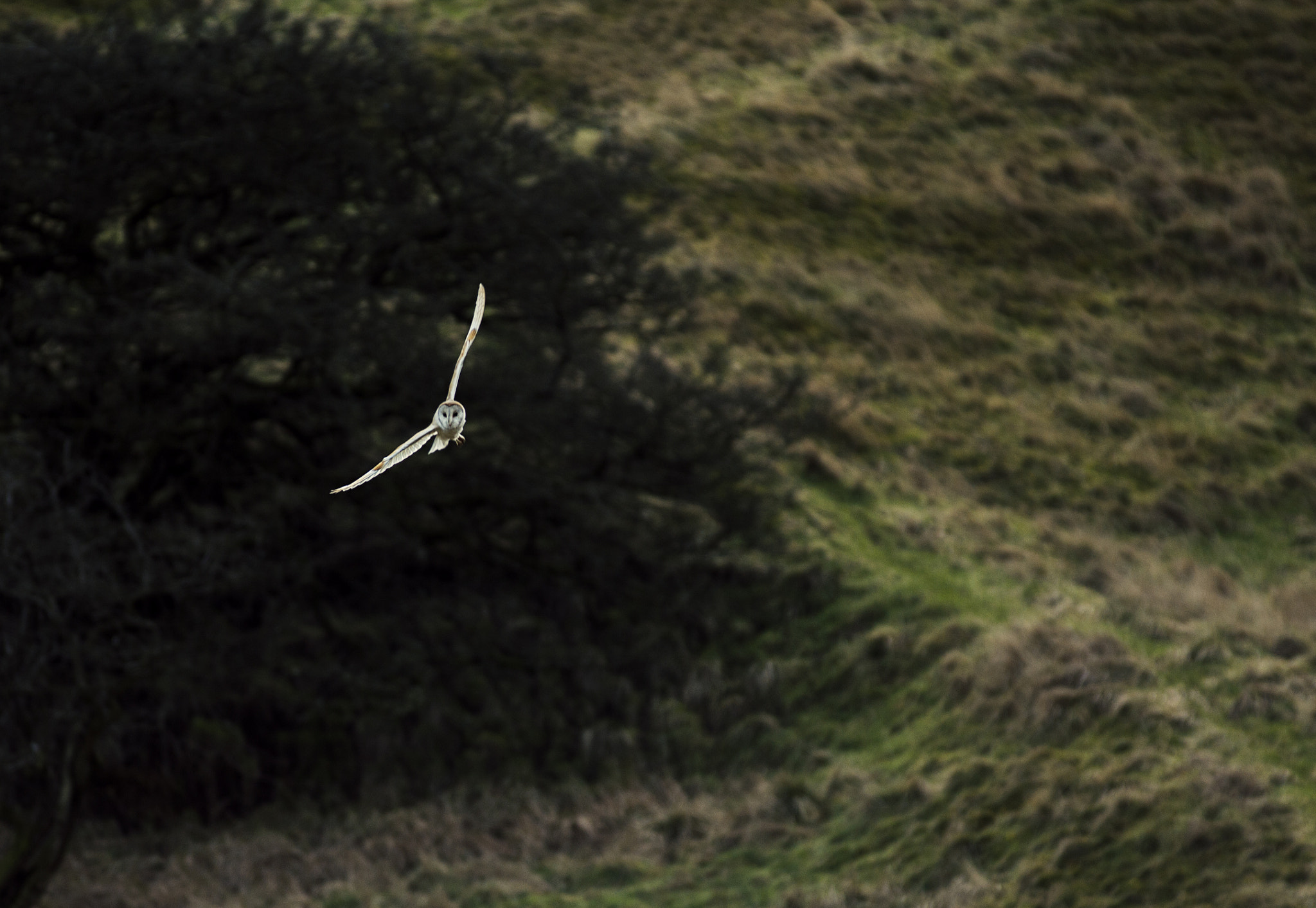 Canon EF 70-200mm F2.8L USM sample photo. Owlllll photography