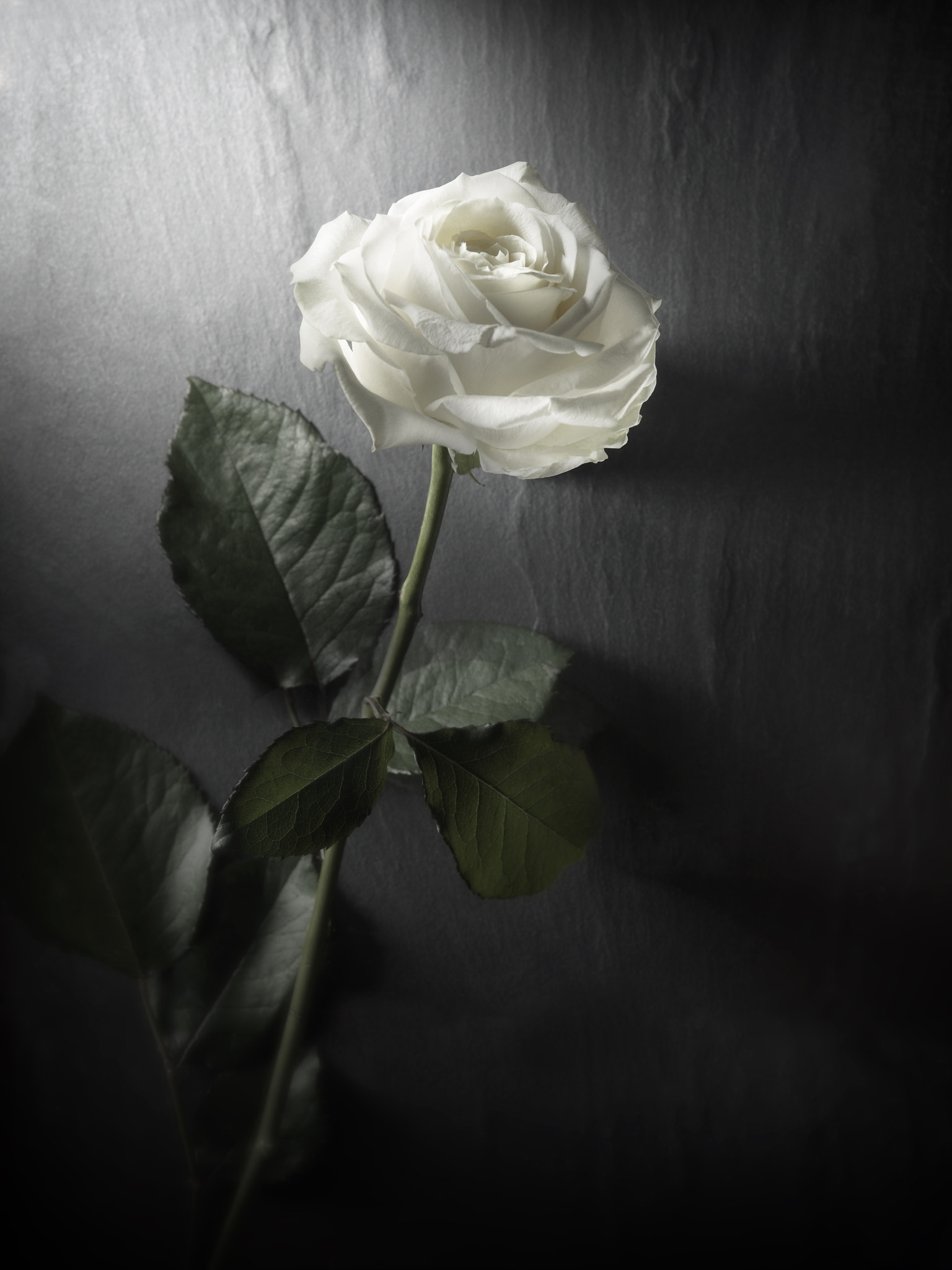 Hasselblad H3DII-31 + HC 80 sample photo. White rose on slate photography