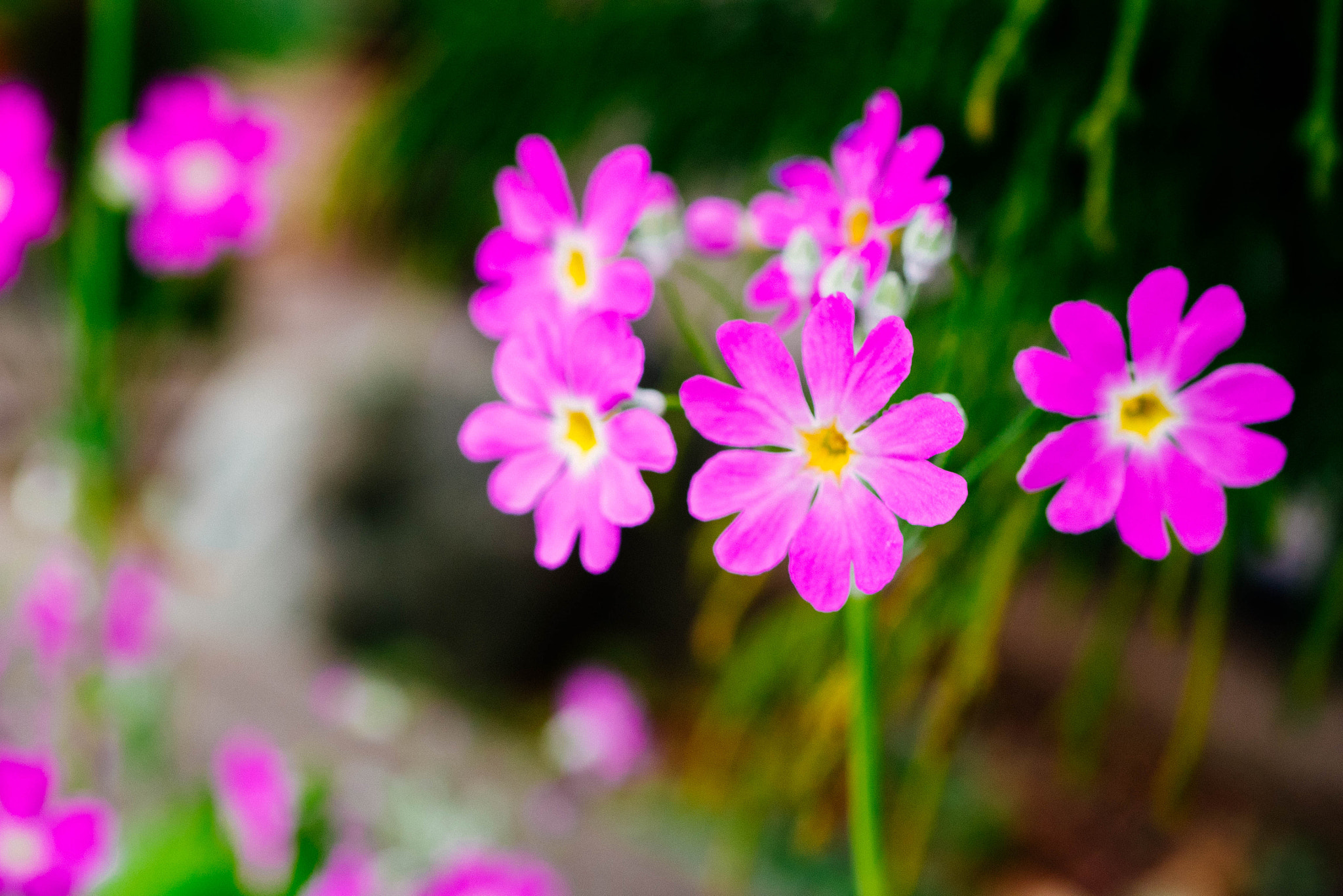 Panasonic Lumix G Macro 30mm F2.8 ASPH Mega OIS sample photo. Western primrose photography