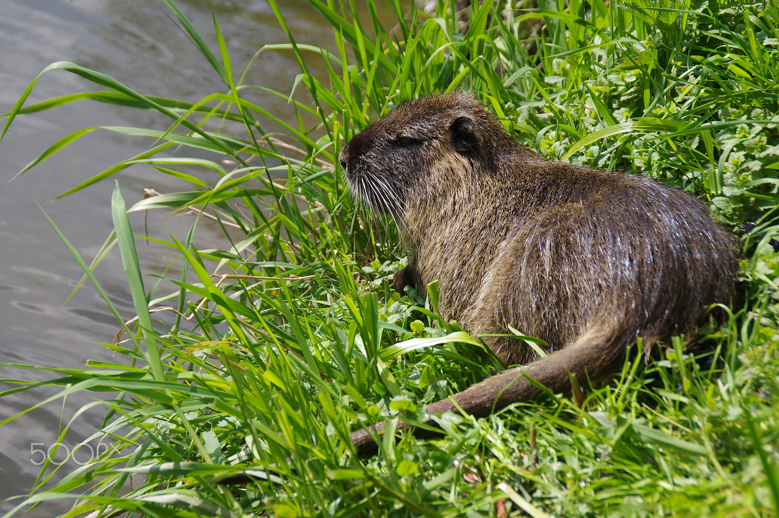 Tamron AF 18-200mm F3.5-6.3 XR Di II LD Aspherical (IF) Macro sample photo. Tired nutria photography