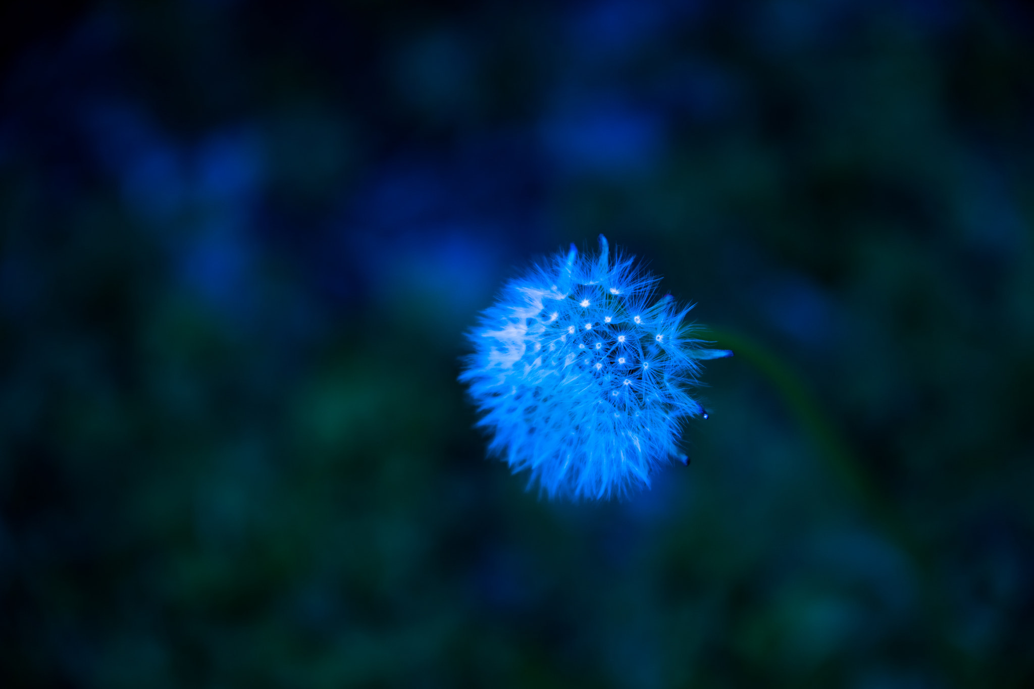 Sony a7 II + Tamron 80-300mm F3.5-6.3 sample photo. Winter flower photography