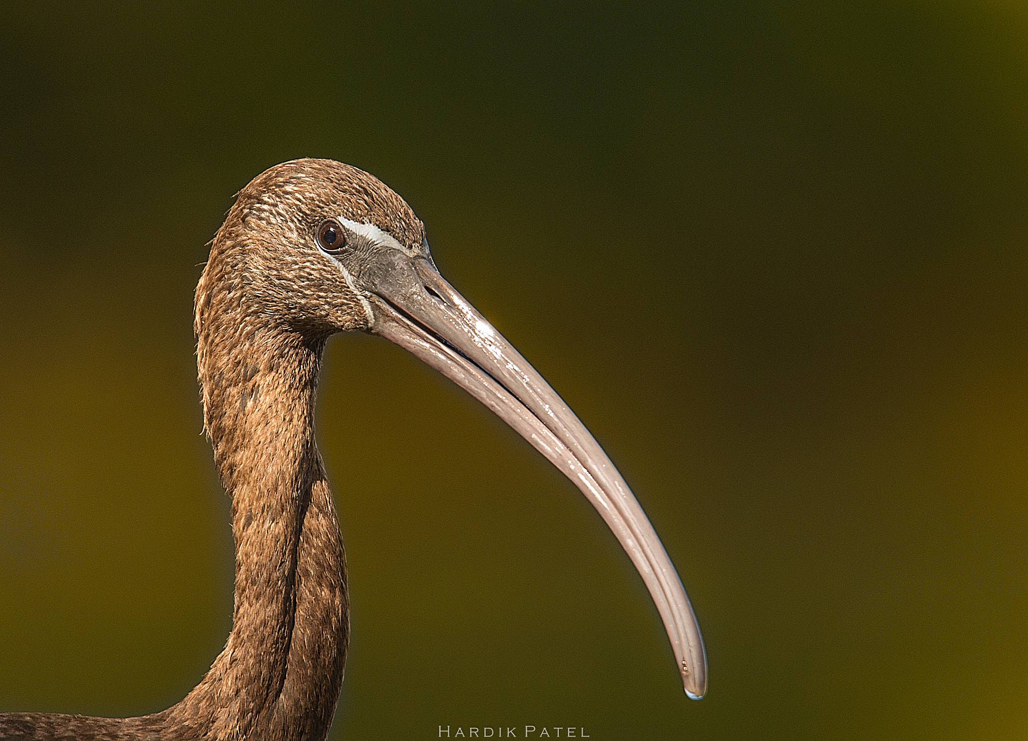 Nikon D4S sample photo. Glossy ibis photography