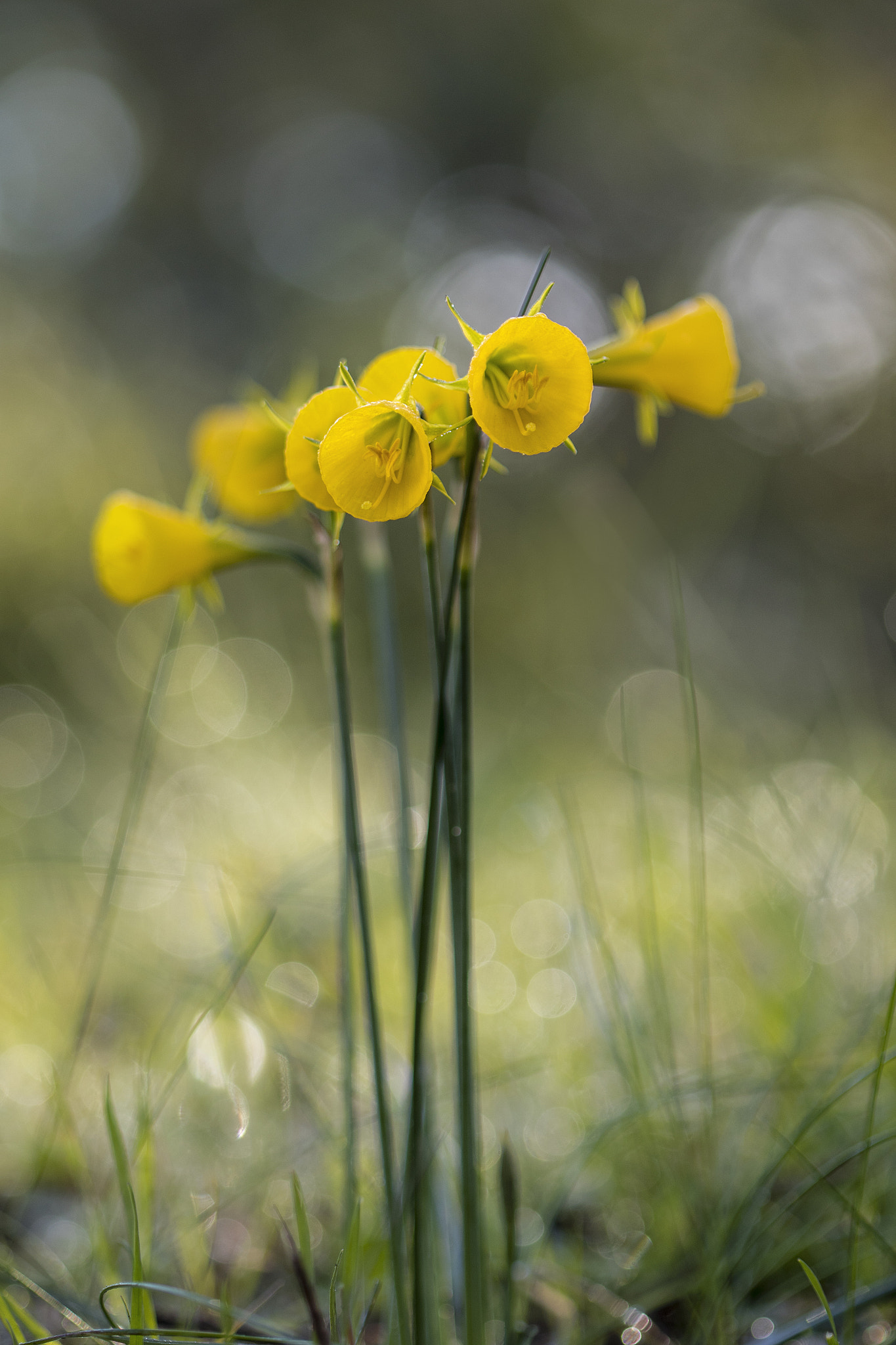 Canon EF 100mm F2.8 Macro USM sample photo. Narcisos photography