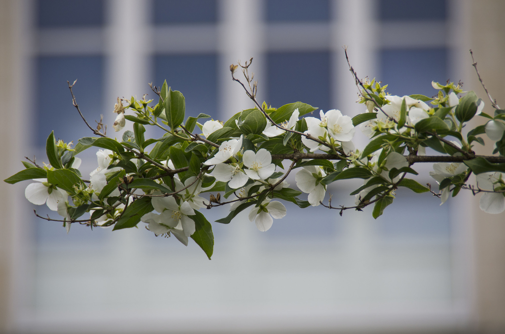 Pentax K-5 sample photo. Tulle photography