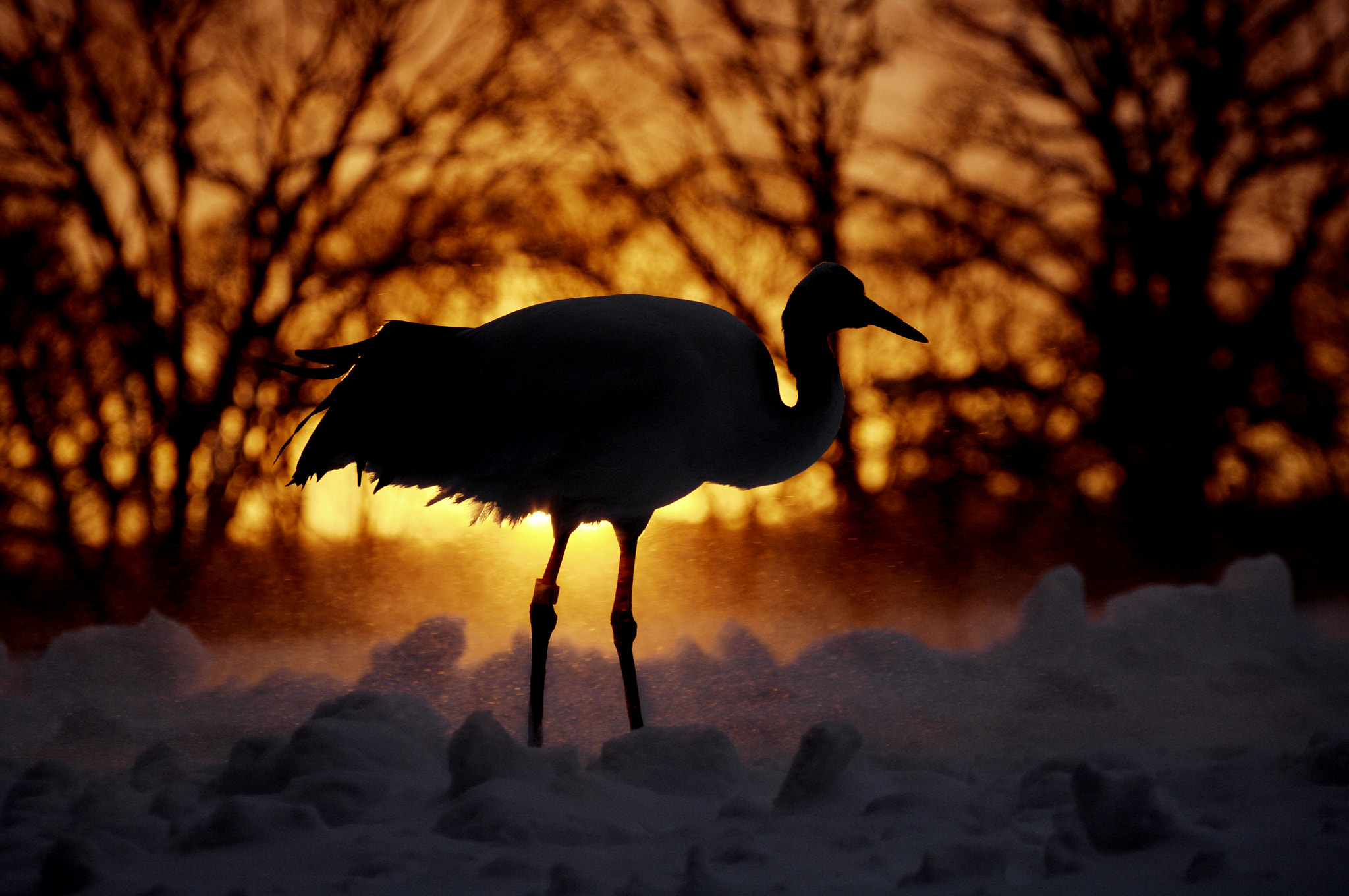 Nikon D2X sample photo. Black crane photography