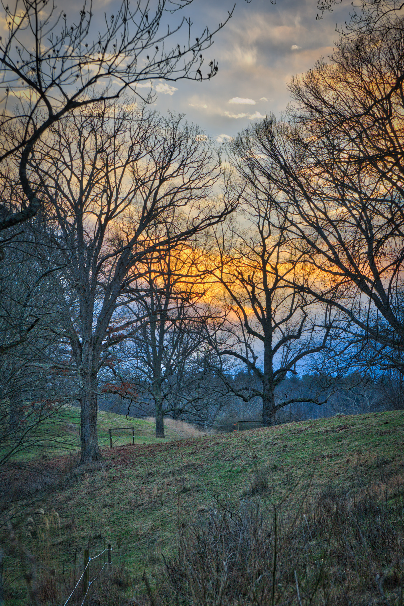 Sony a6000 + Sony Vario-Tessar T* E 16-70mm F4 ZA OSS sample photo. Cow pasture at dusk photography