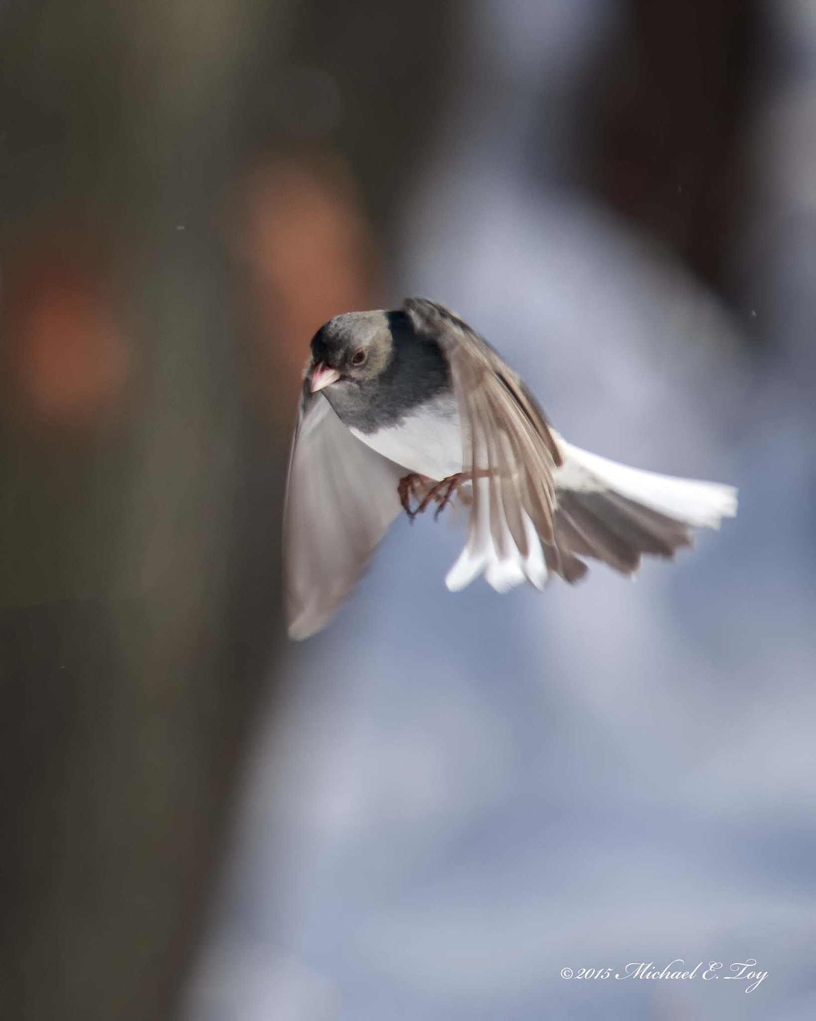Sigma 50-500mm f/4-6.3 APO HSM EX sample photo. Dark eyed junco photography
