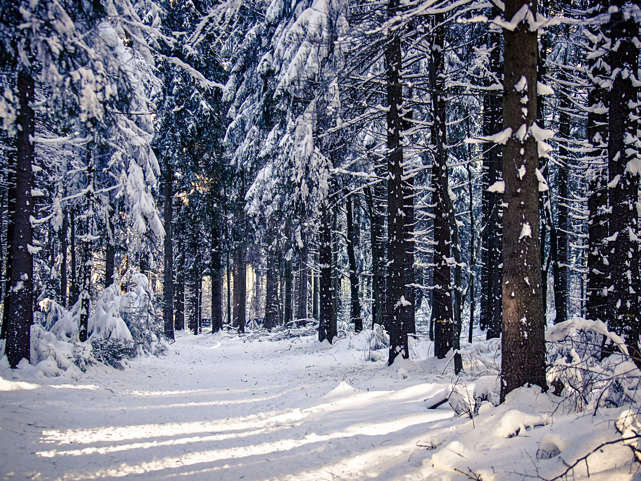 Olympus E-5 + Olympus Zuiko Digital ED 35-100mm F2.0 sample photo. Snowy forest photography