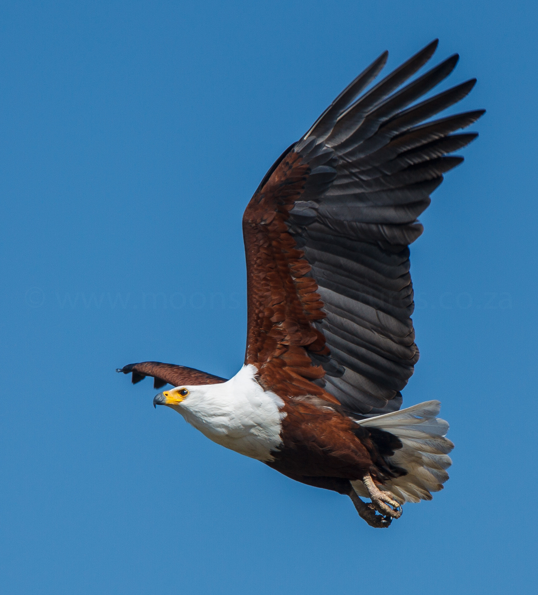 Canon EF 400mm F4.0 DO IS USM sample photo. Fish eagle photography