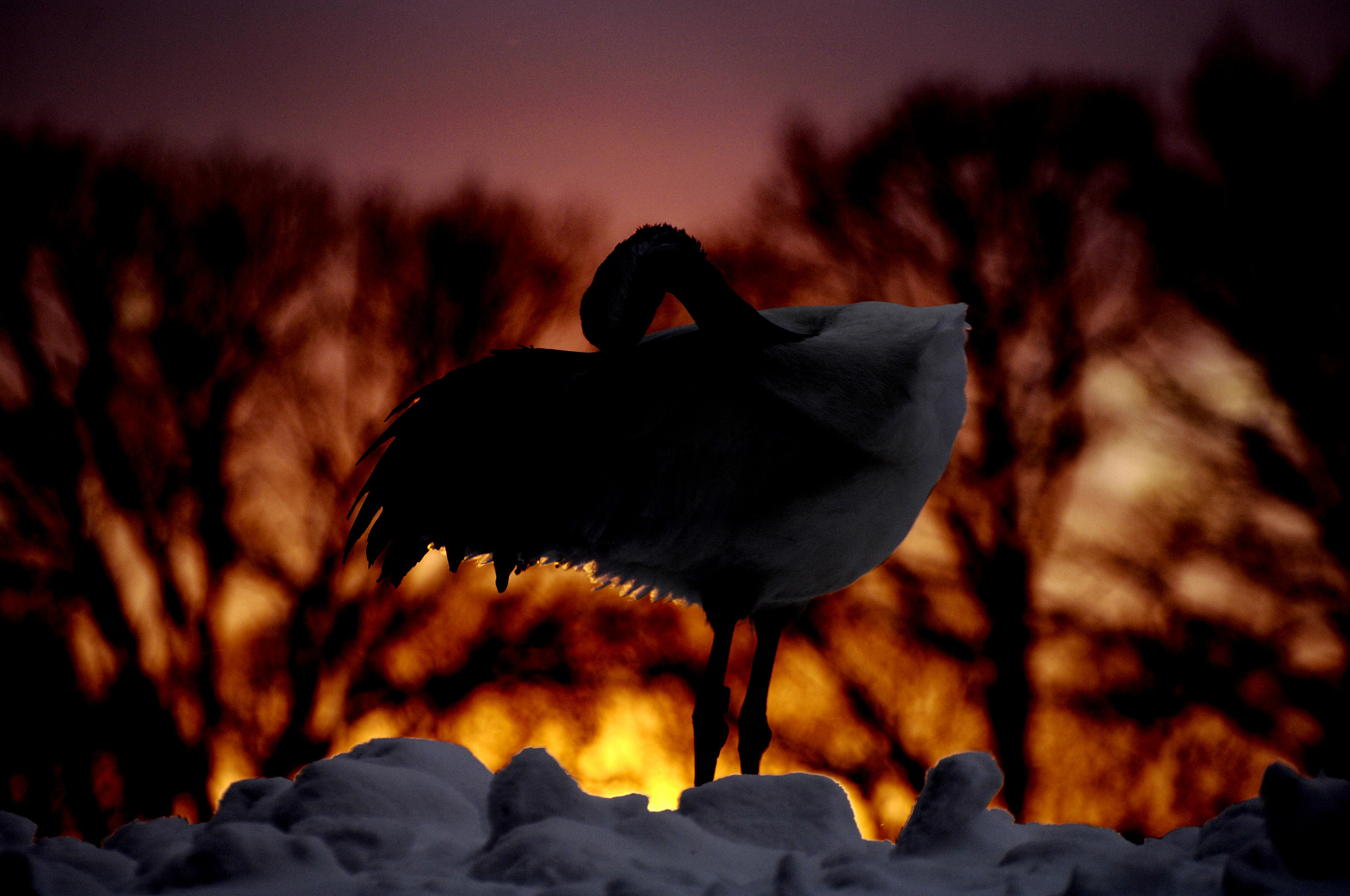 Nikon D2X sample photo. Dreaming crane photography