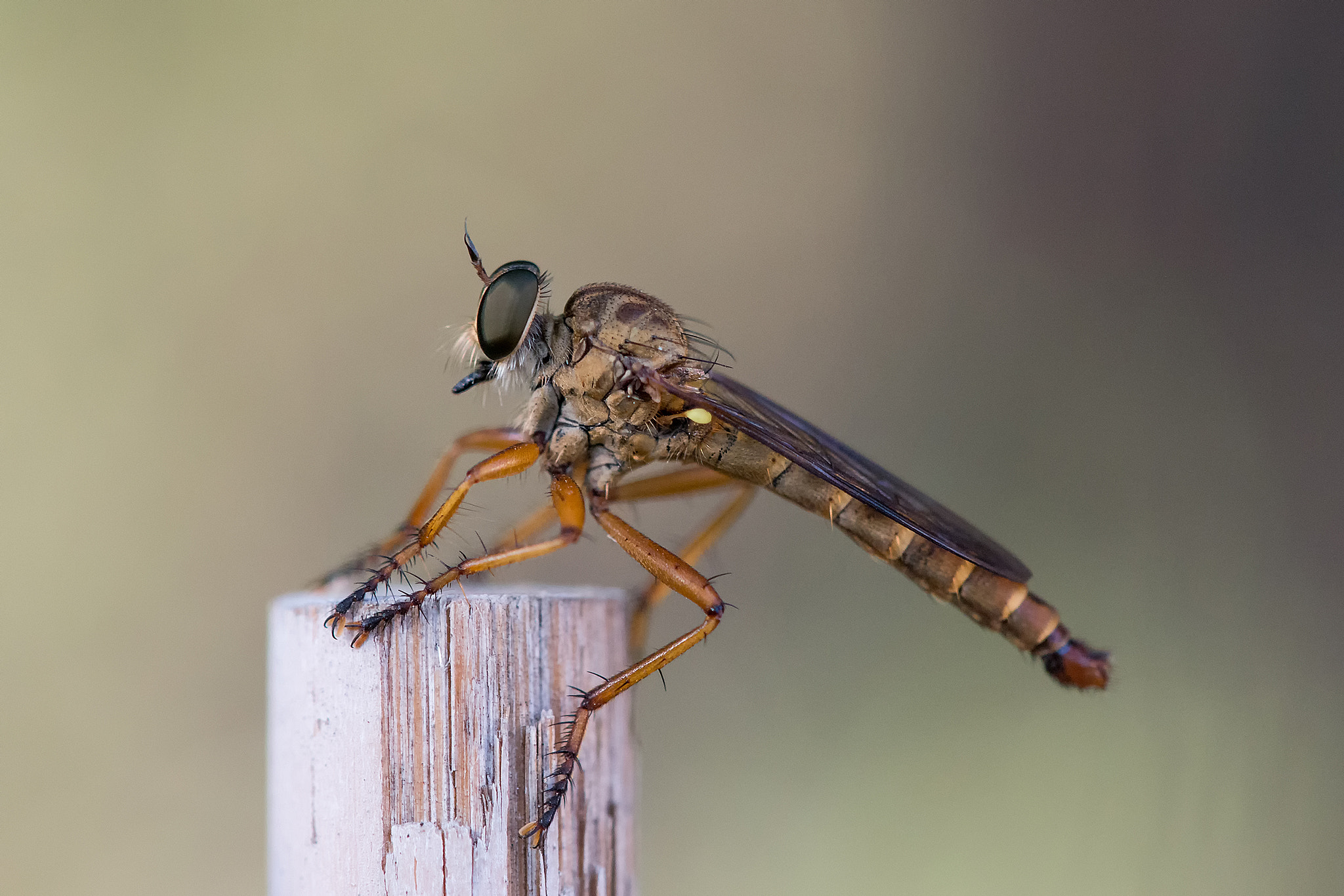 Sigma APO Macro 150mm f/2.8 EX DG HSM sample photo. Acecho photography