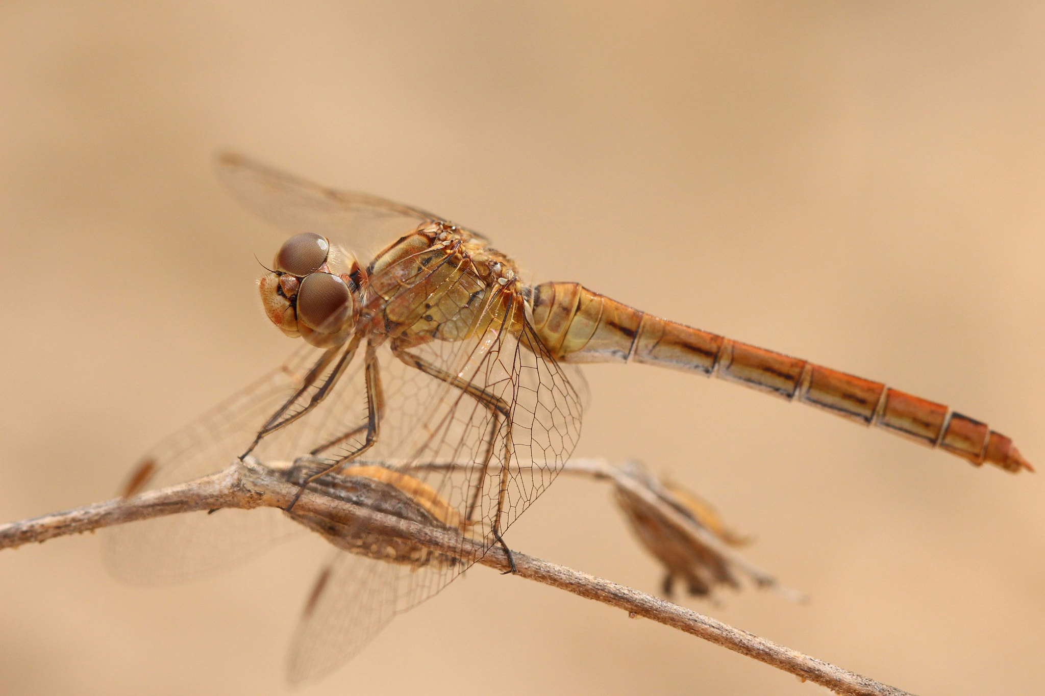 Canon EOS 650D (EOS Rebel T4i / EOS Kiss X6i) + Canon EF 100mm F2.8 Macro USM sample photo. Look at me :) photography