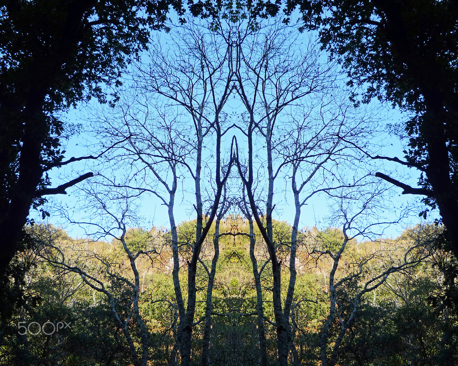 Panasonic DMC-FS5 sample photo. Tree cathedral - mirror image woodland photography
