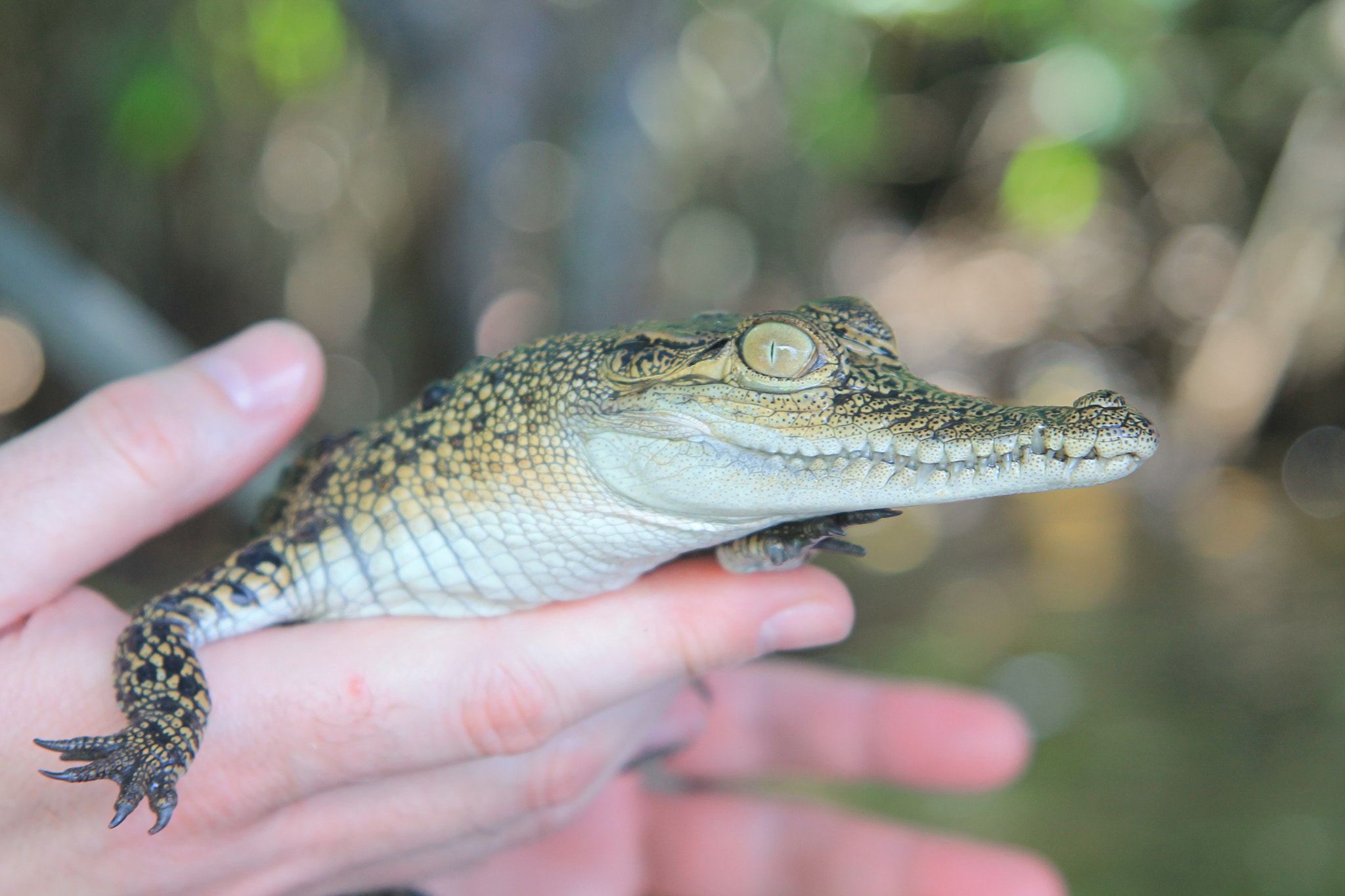 Canon EF 24-85mm F3.5-4.5 USM sample photo. Croco photography