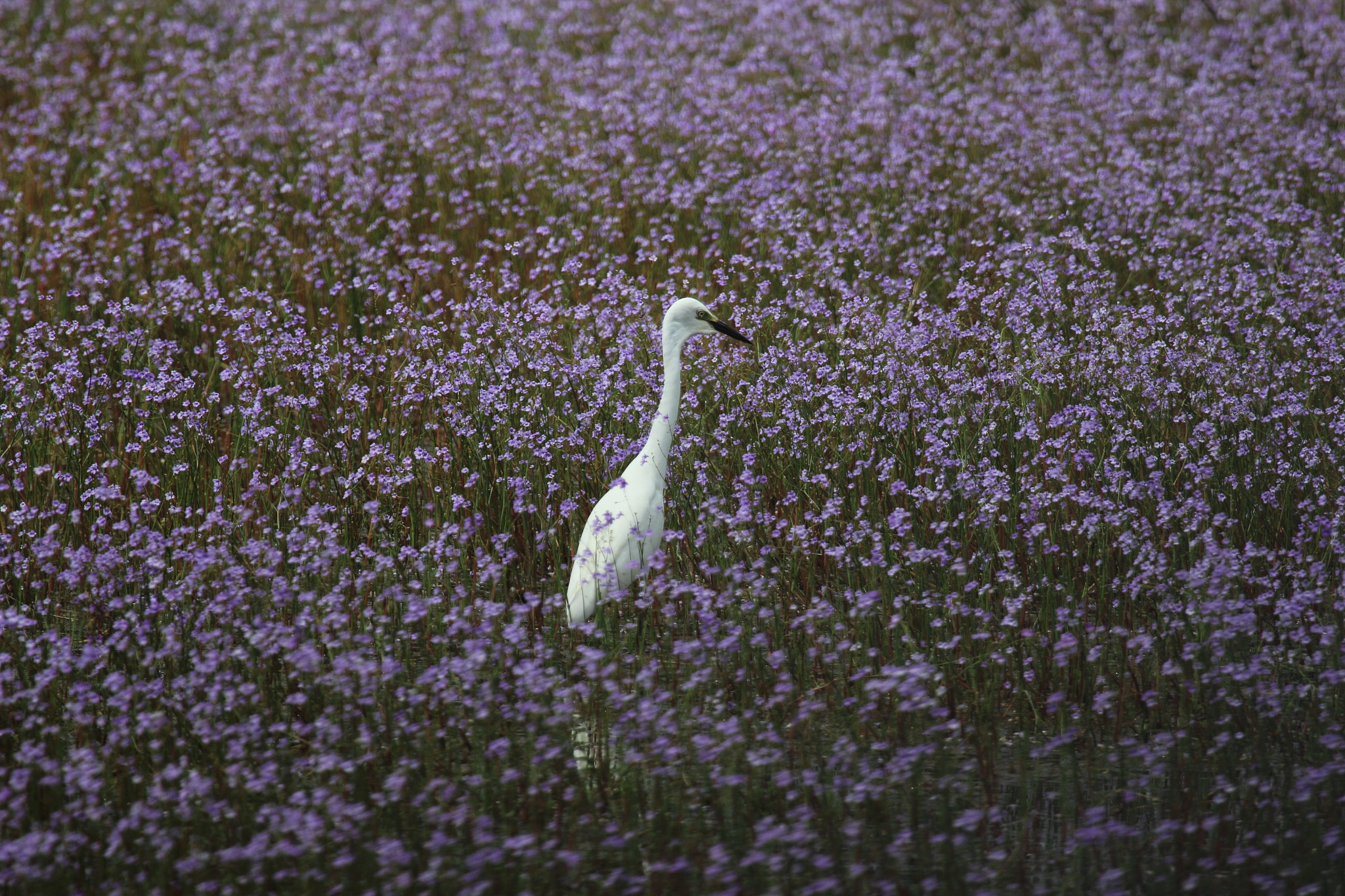Canon EOS 600D (Rebel EOS T3i / EOS Kiss X5) + Canon EF 100-400mm F4.5-5.6L IS USM sample photo. Crane in flower field photography