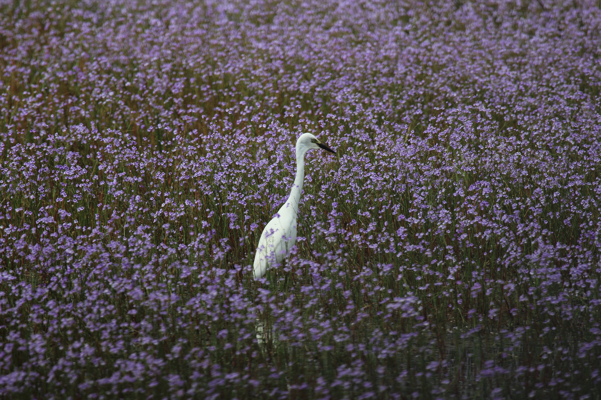 Canon EF 100-400mm F4.5-5.6L IS USM sample photo. Crane in flower field photography