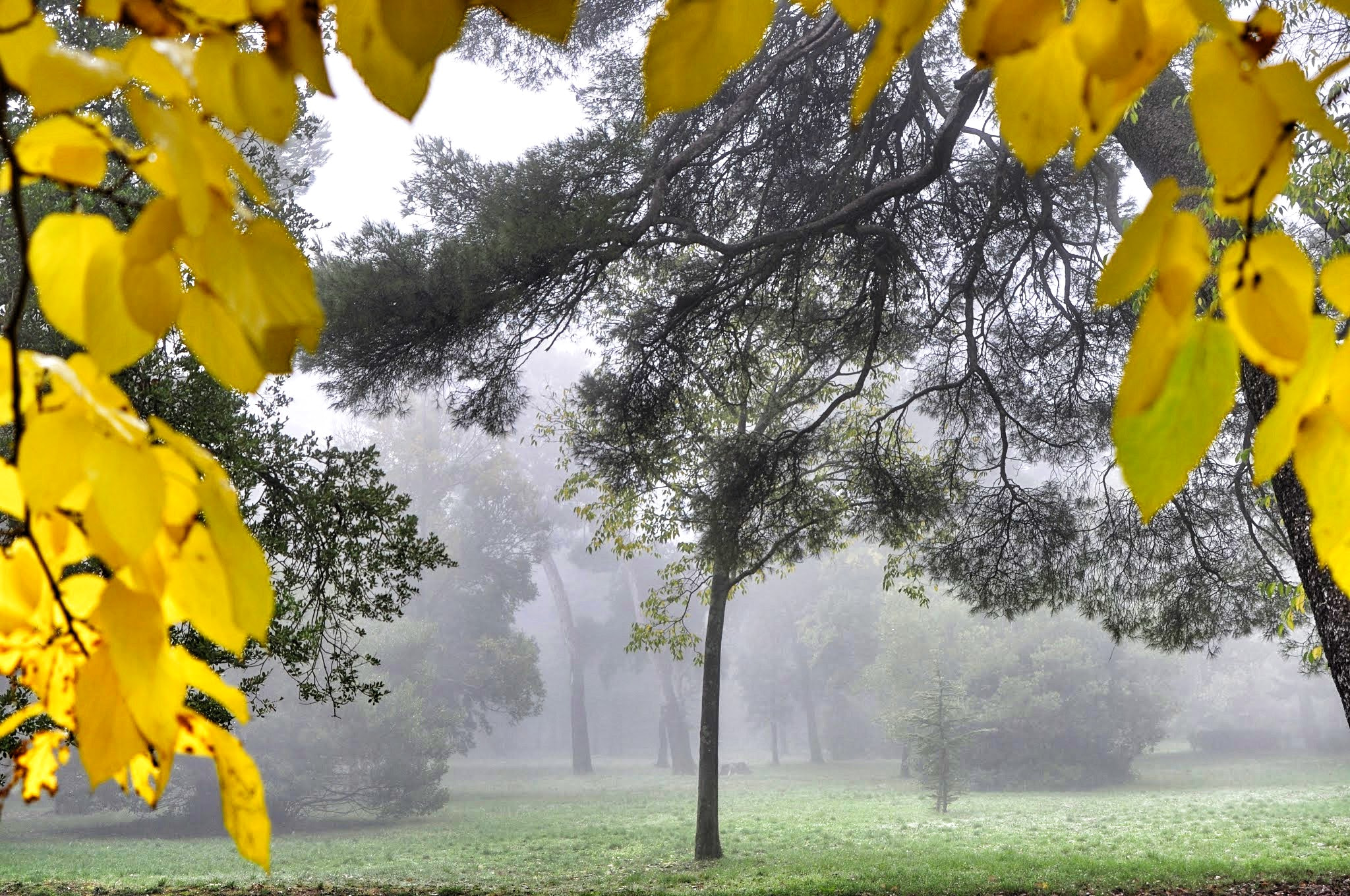 AF Zoom-Nikkor 35-80mm f/4-5.6D N sample photo. Automne brumeux photography