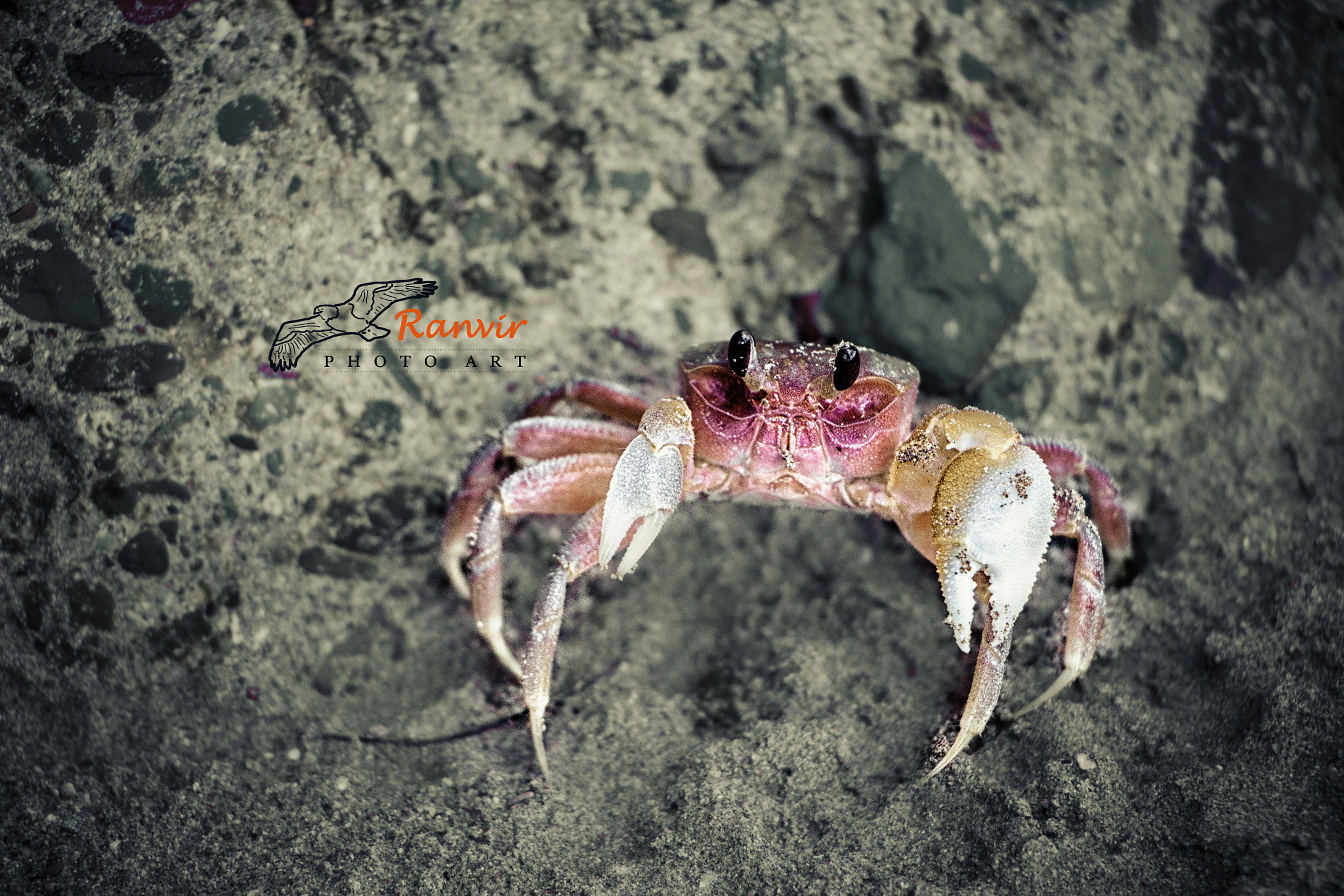 Canon EOS 700D (EOS Rebel T5i / EOS Kiss X7i) + Canon EF-S 18-135mm F3.5-5.6 IS STM sample photo. Crab photography