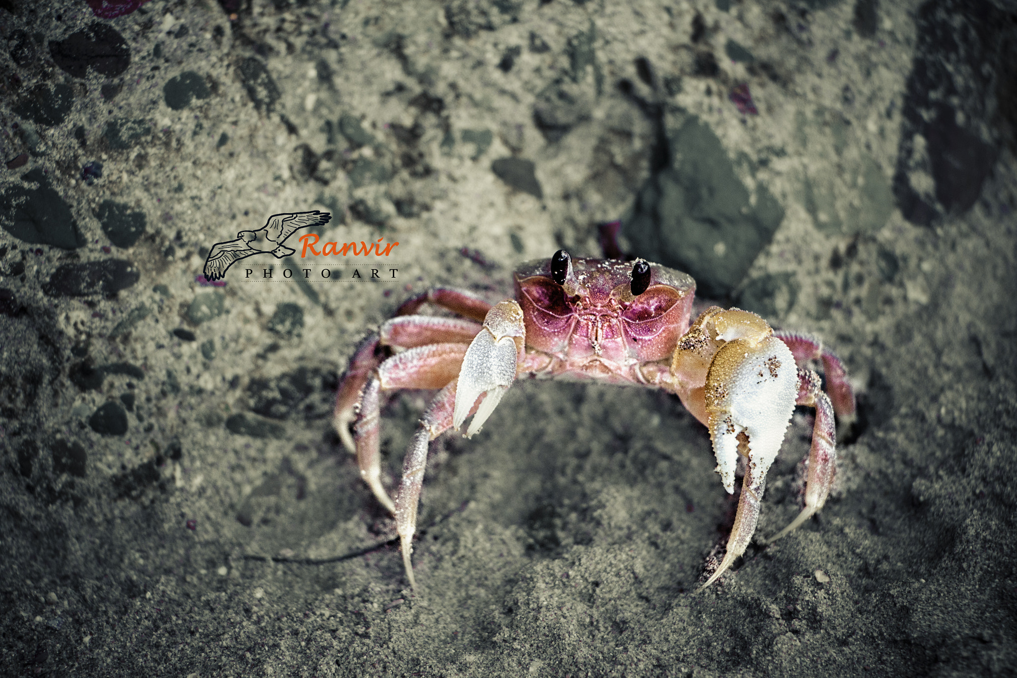 Canon EOS 700D (EOS Rebel T5i / EOS Kiss X7i) sample photo. Crab photography