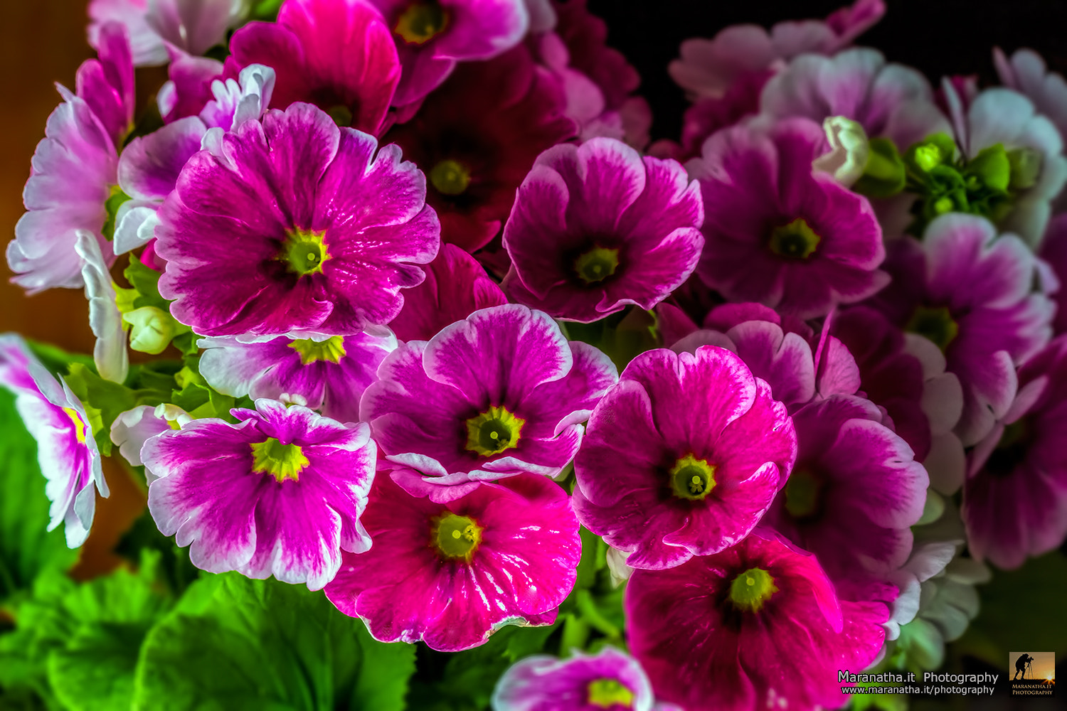 Canon EOS 7D + Canon EF 100mm F2.8 Macro USM sample photo. Primula obconica photography