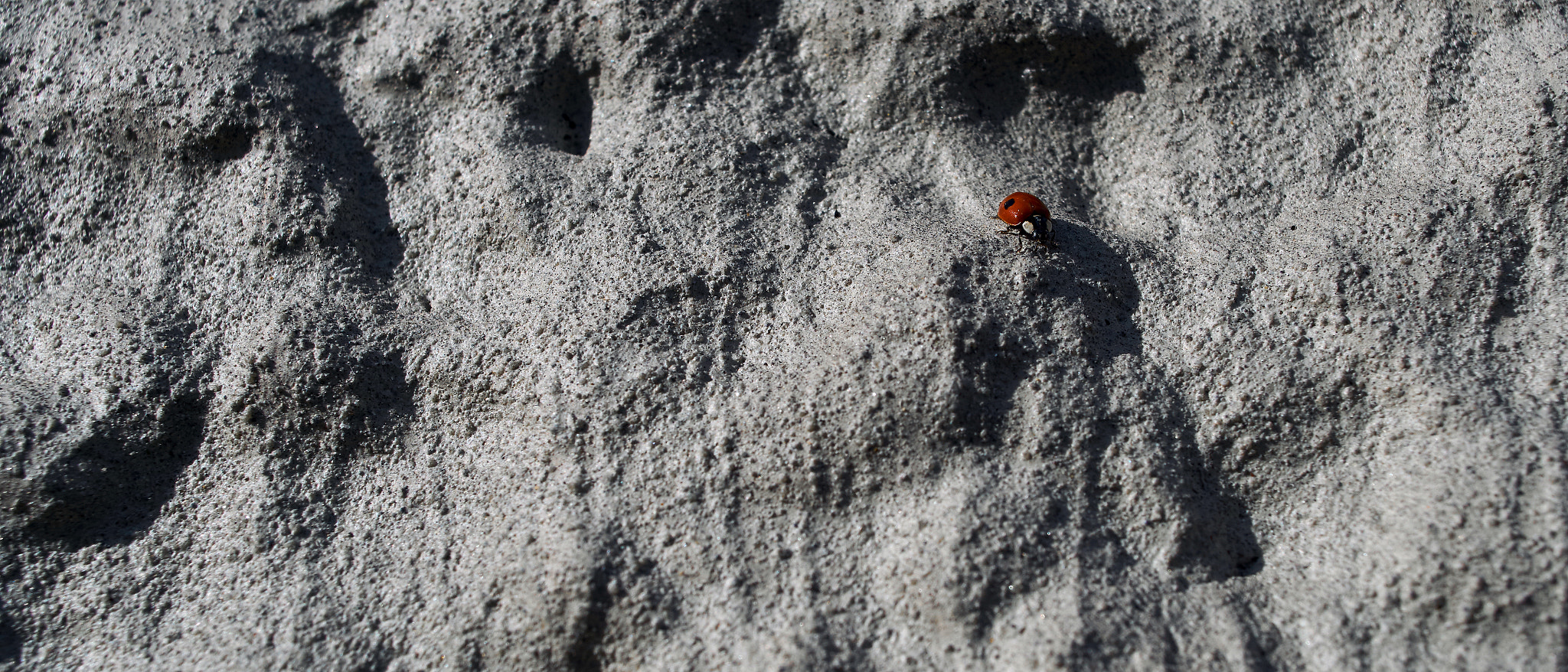 24mm F2.8 sample photo. Moon bug? photography