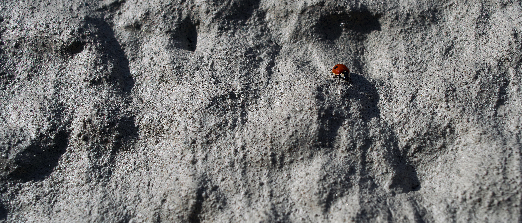 Sony ILCA-77M2 + 24mm F2.8 sample photo. Moon bug? photography