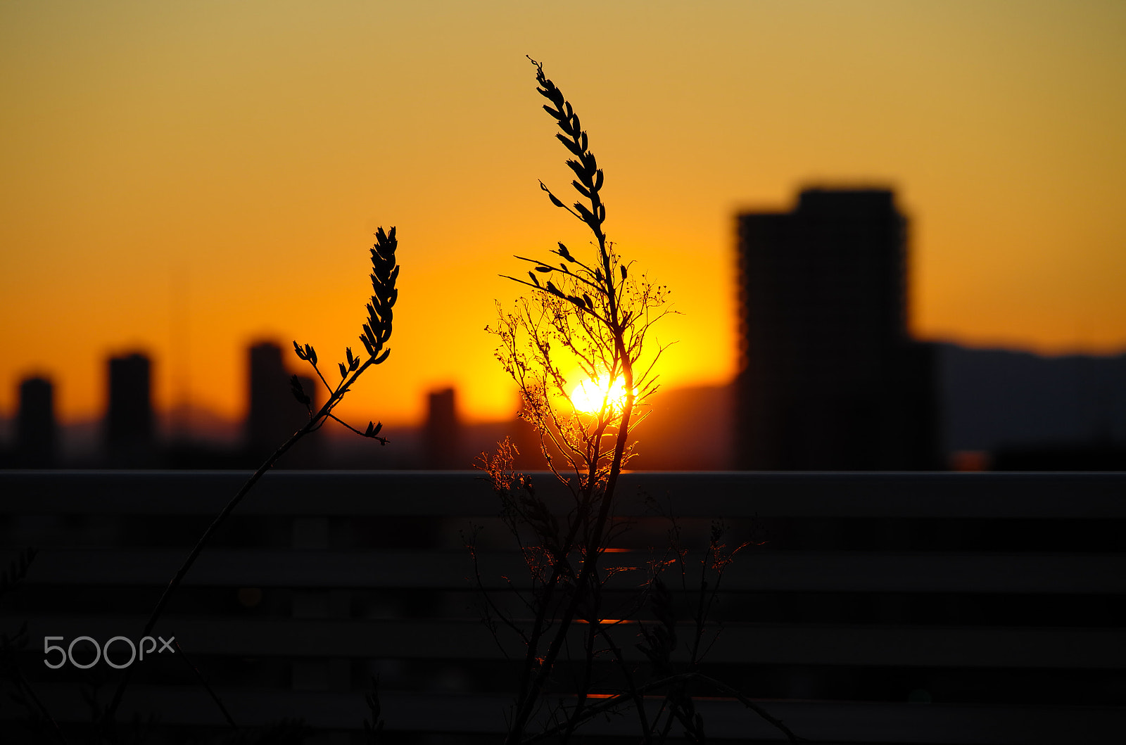 Vario-Elmar-T  1:3.5-4.5 / 55-135 ASPH. sample photo. Sunset, tokyo, winter photography