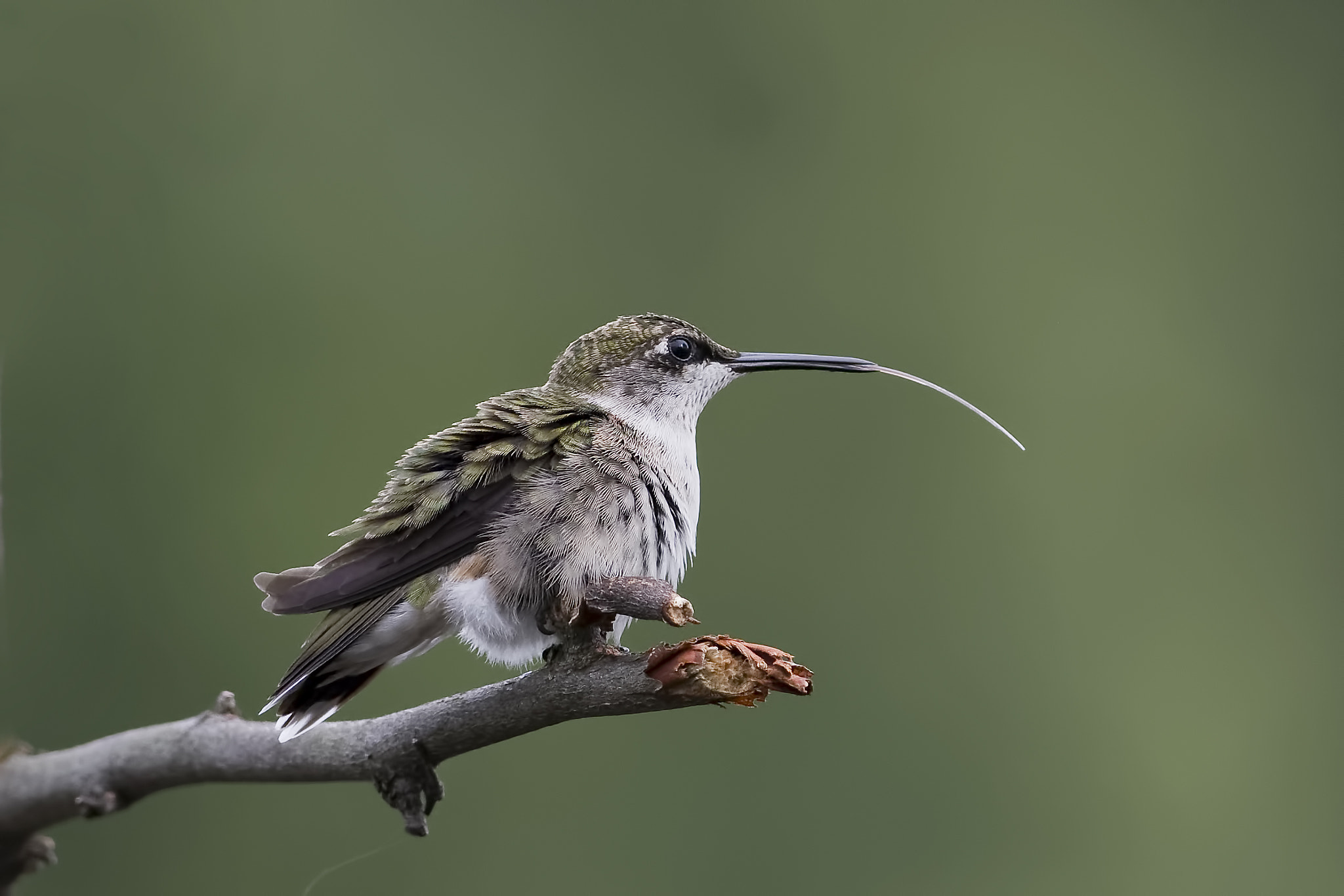 AF Zoom-Nikkor 35-80mm f/4-5.6D sample photo. Lollygagging photography