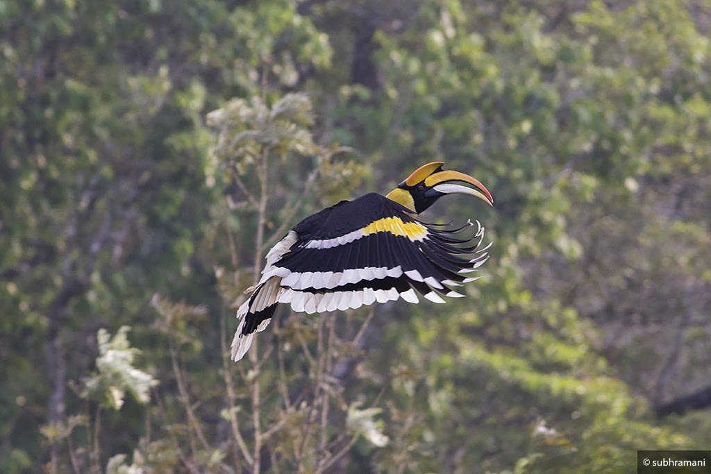 Canon EOS 60D + Canon EF 400mm F5.6L USM sample photo. Great indian hornbill photography